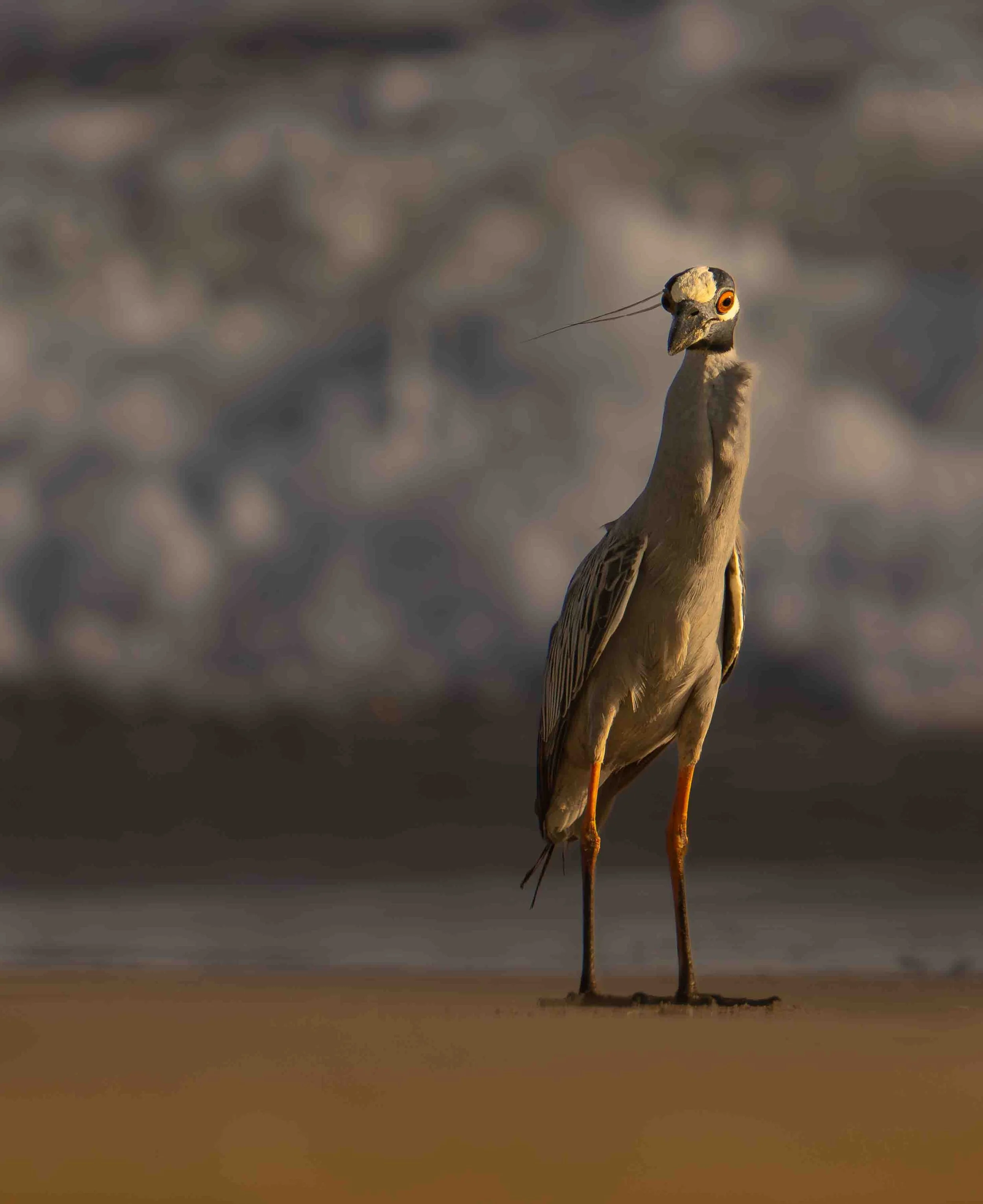 Yellow-Crowned  (Nyctanassa violacea) Night Heron, Mexico
