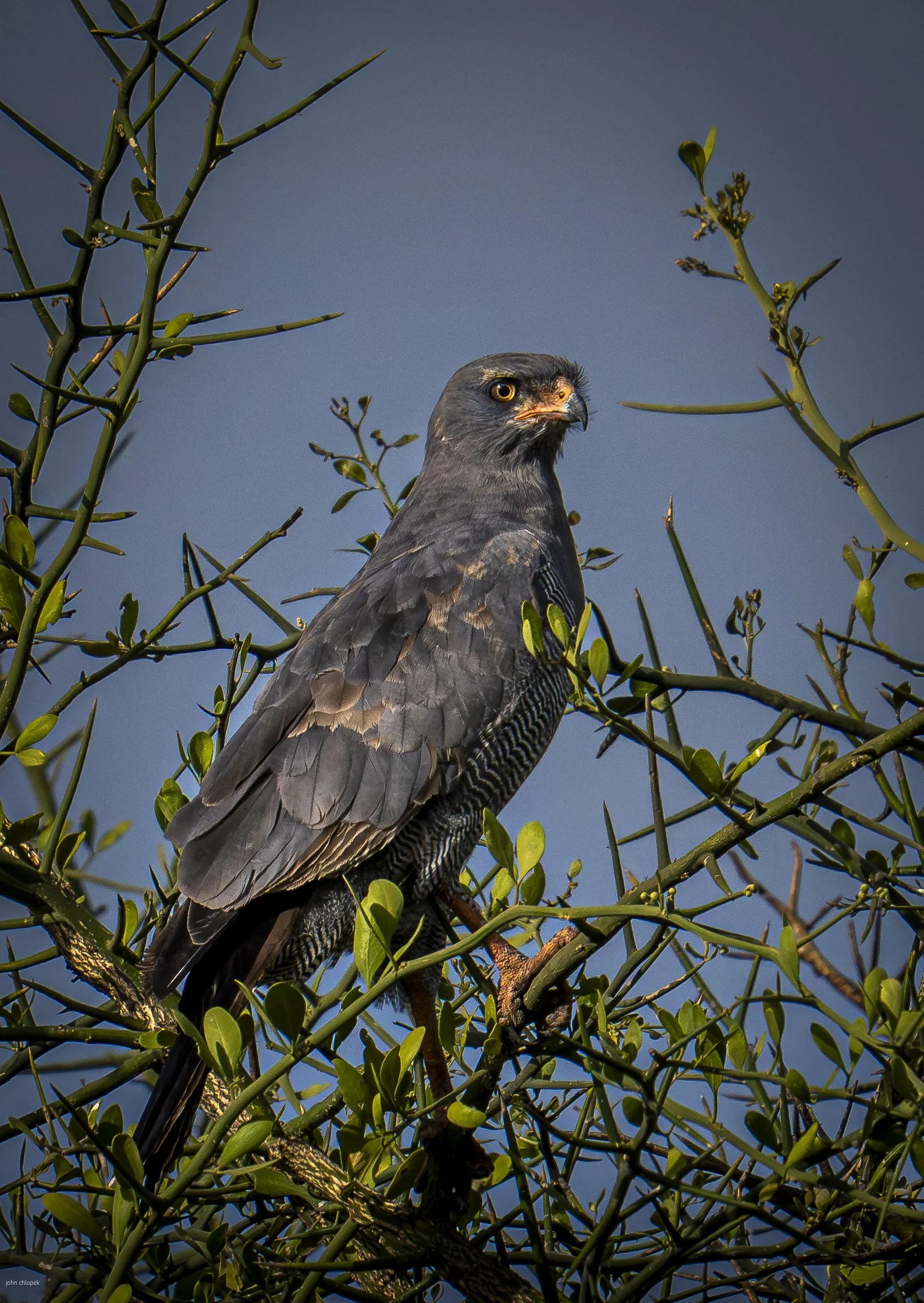 Dark Chanting Goshawk (Melierax metabates) , Serengeti
