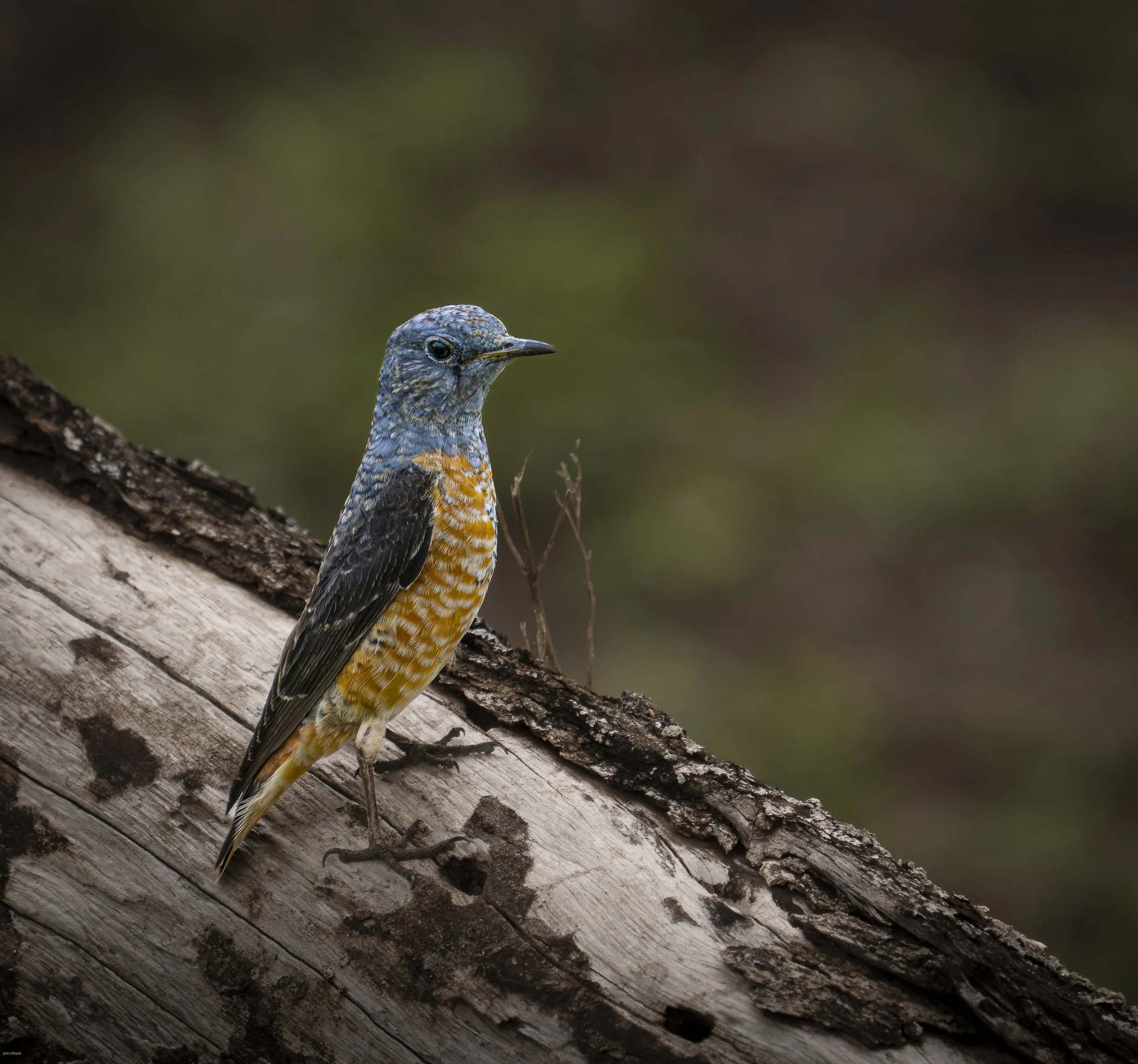 Rufous-tailed Rock Thrush (Monticola saxatilis) Serengeti