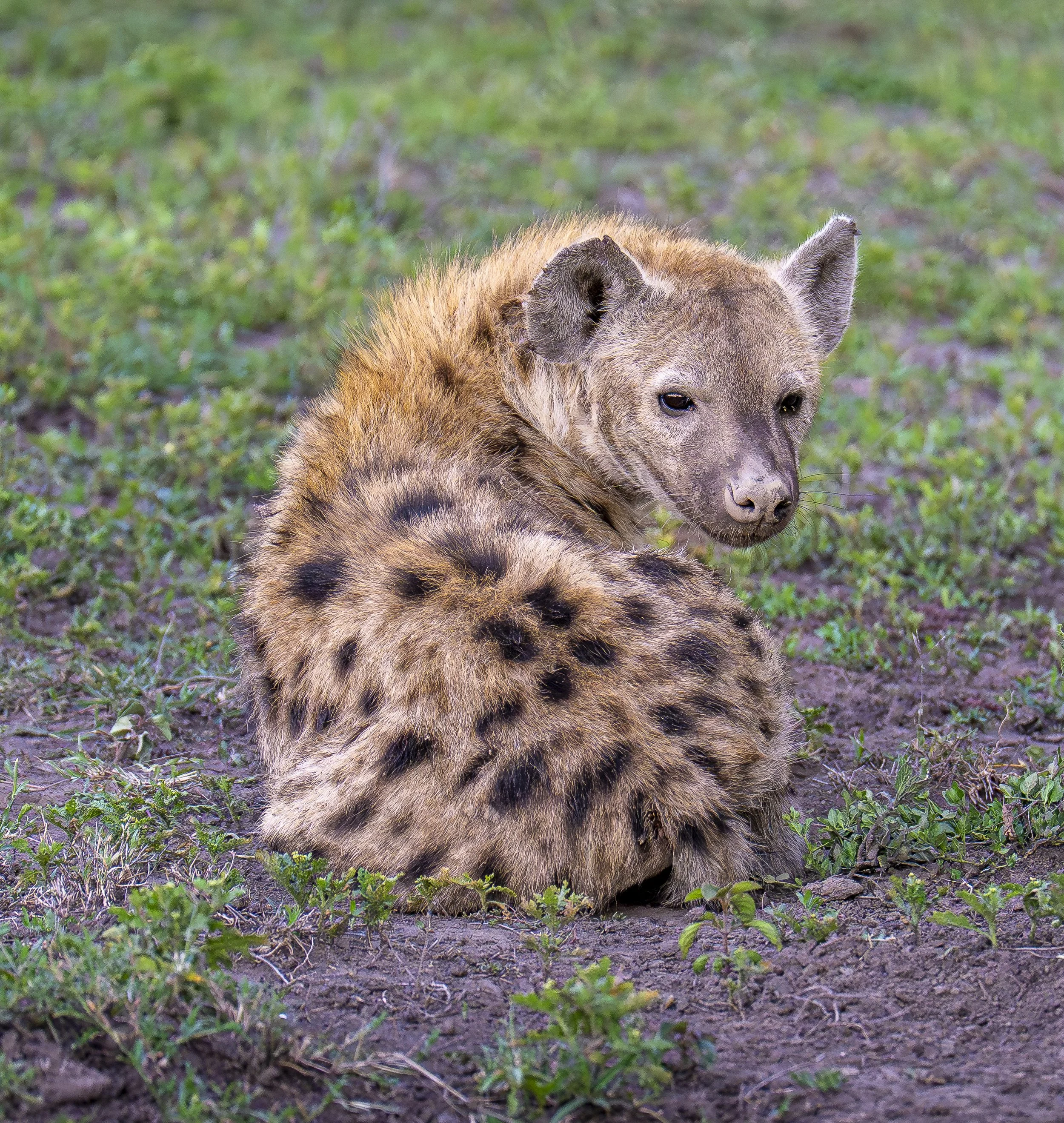 Hyena (Crocuta crocuta) Serengeti