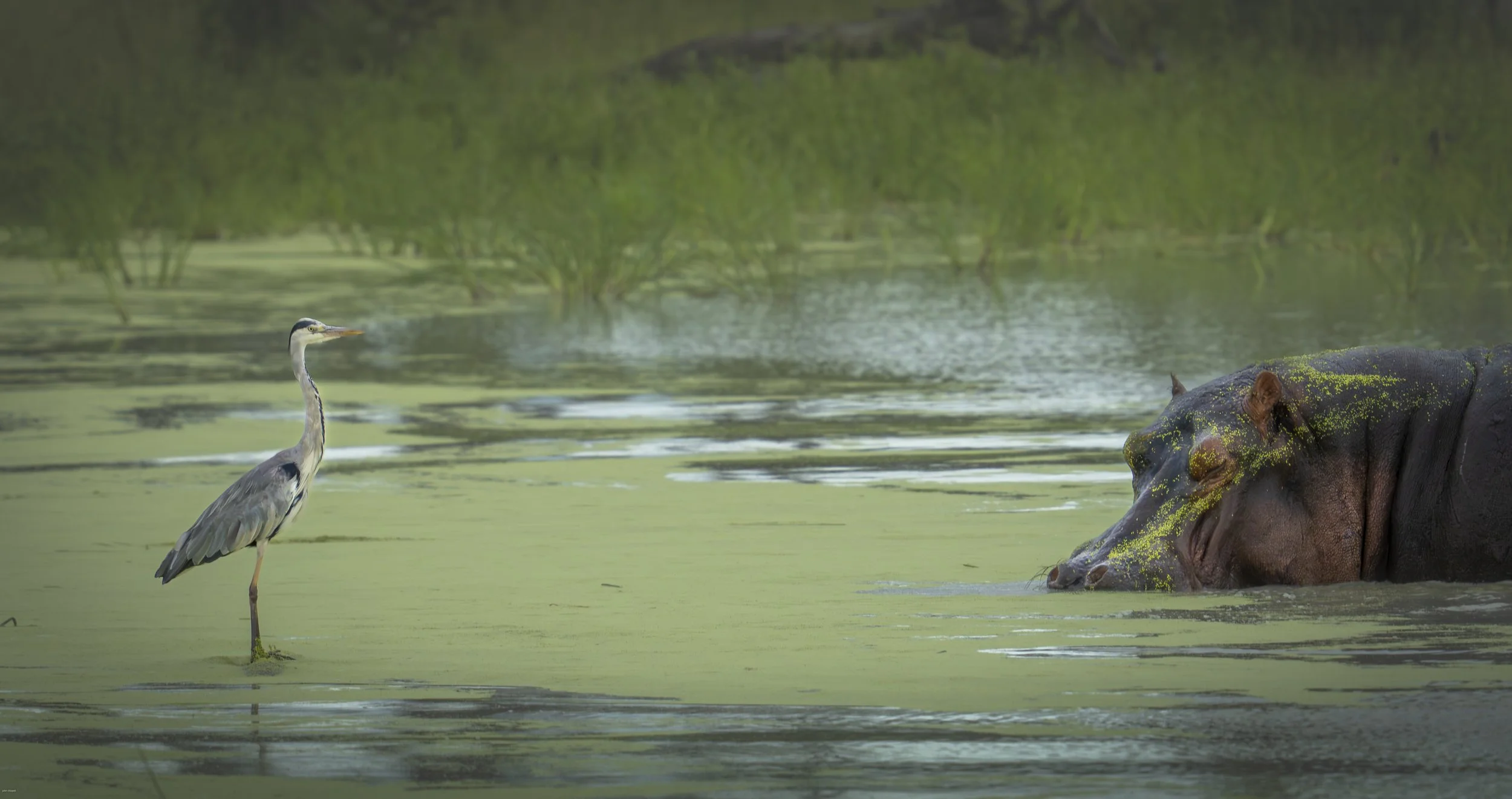 Heron and friend, Okavango Delta 