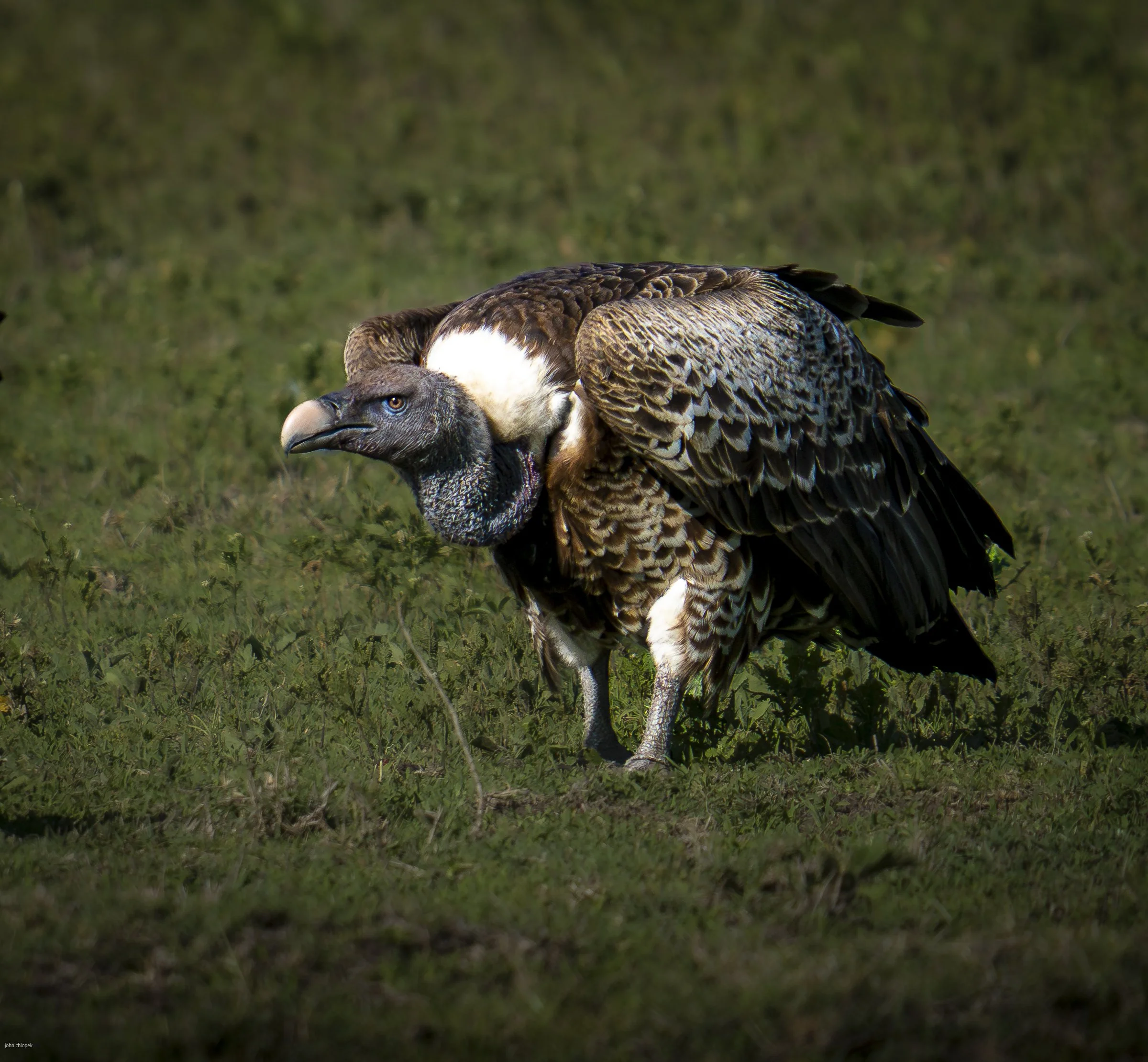 Ruppell's Vulture, Serengeti