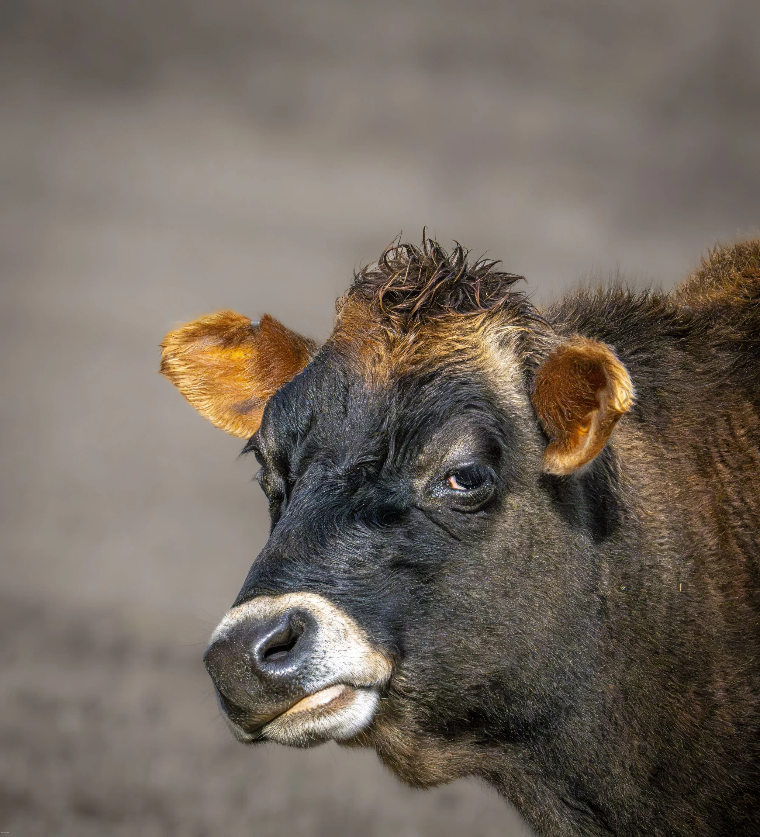 Funny Face, my neighbors cow