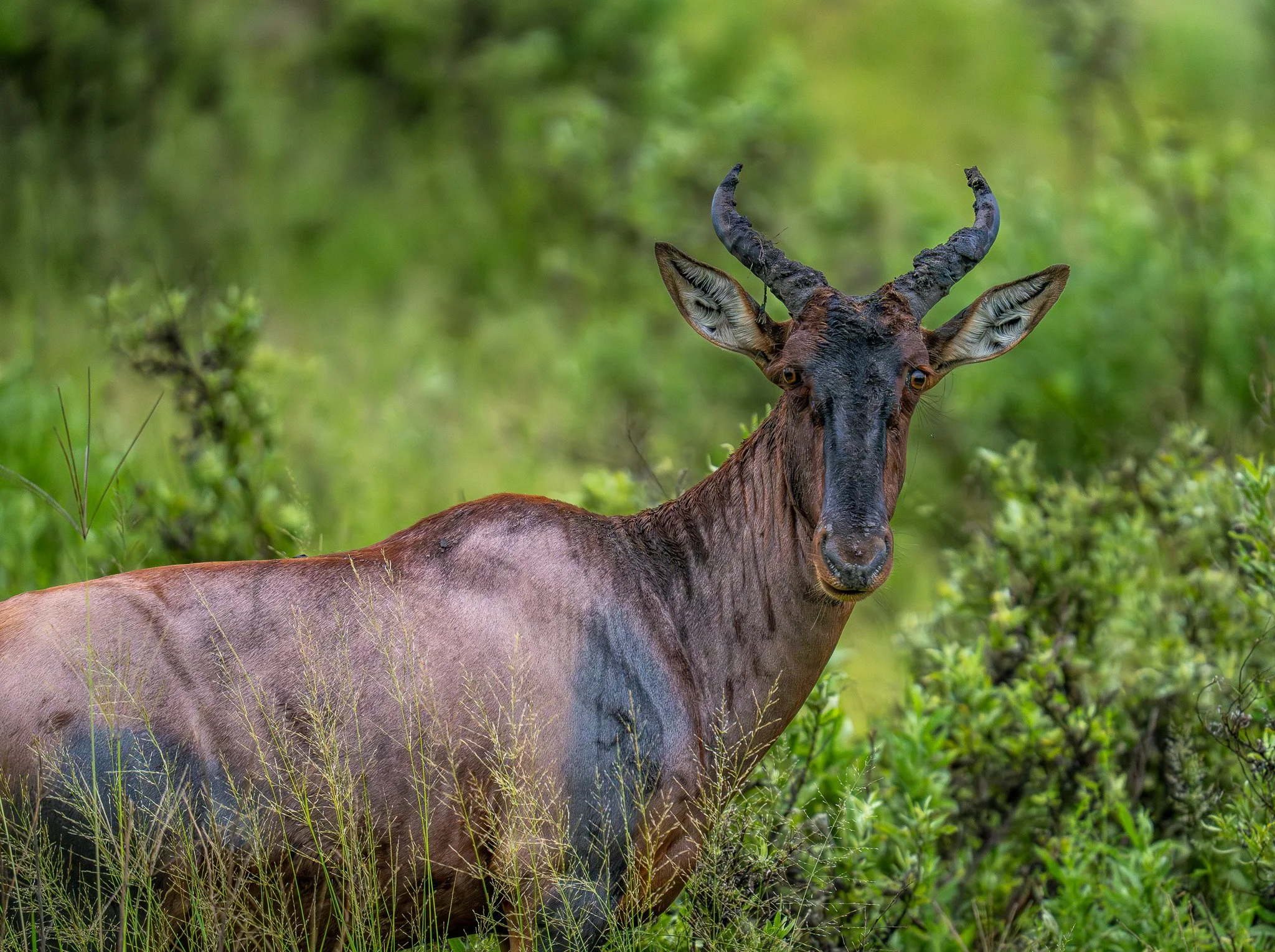 Tsessebe (Damaliscus lunatus)