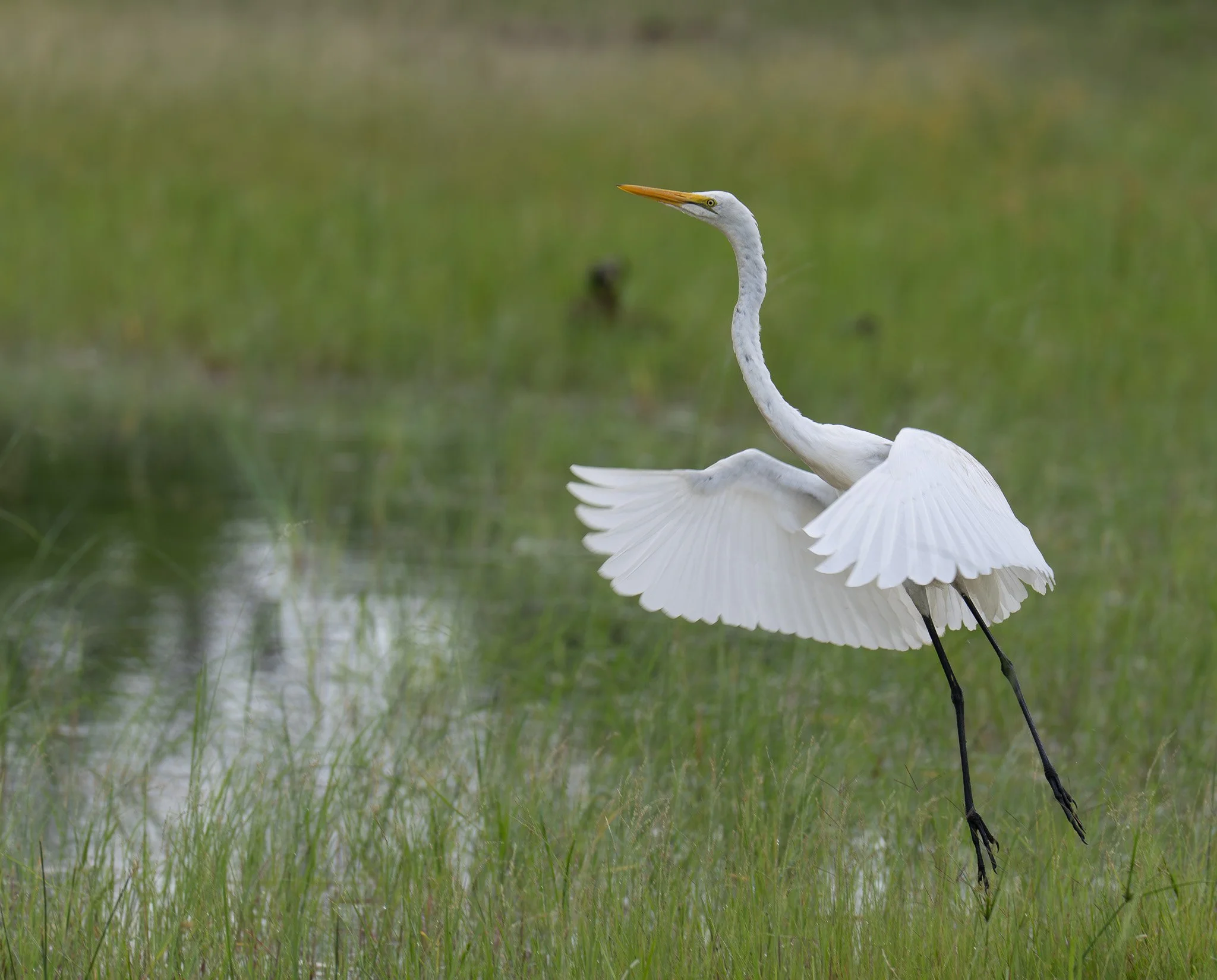 White Heron, Okovango Delta