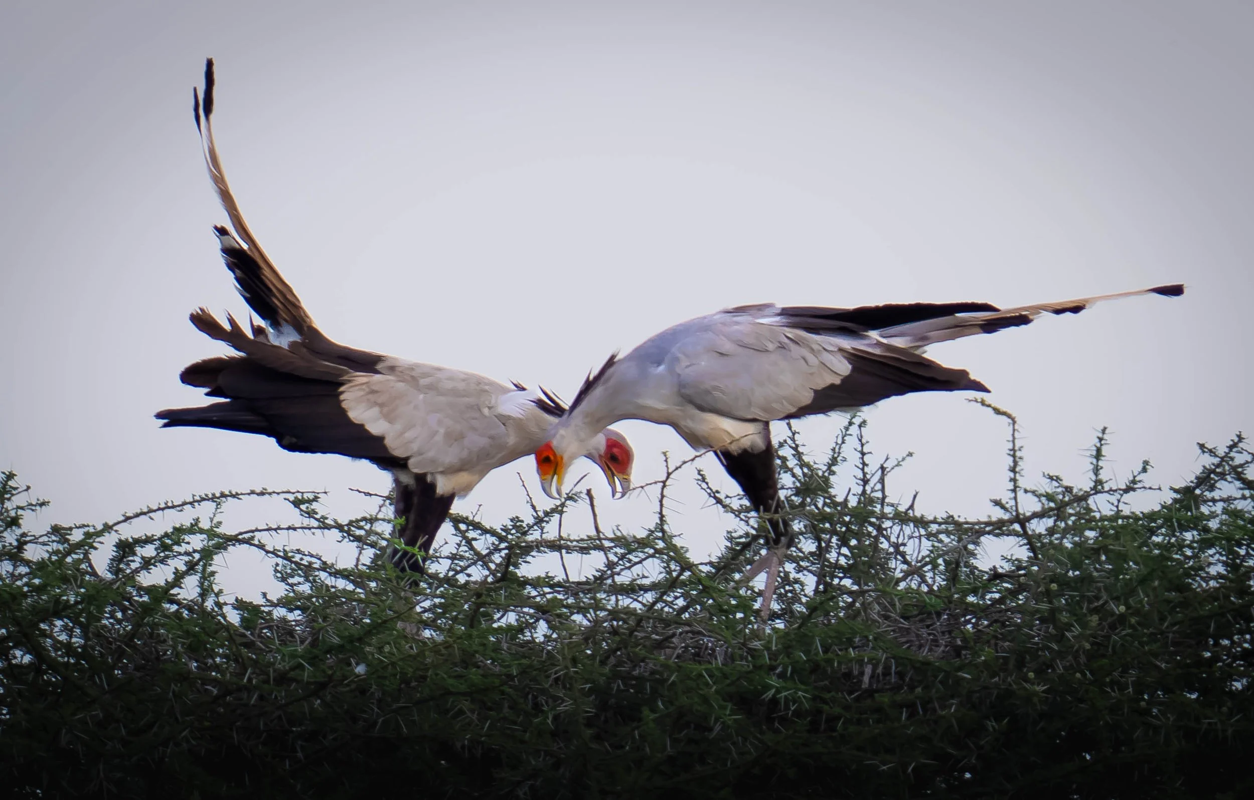 Secretary Birds (Sagittarius serpentarius) , south Serengeti
