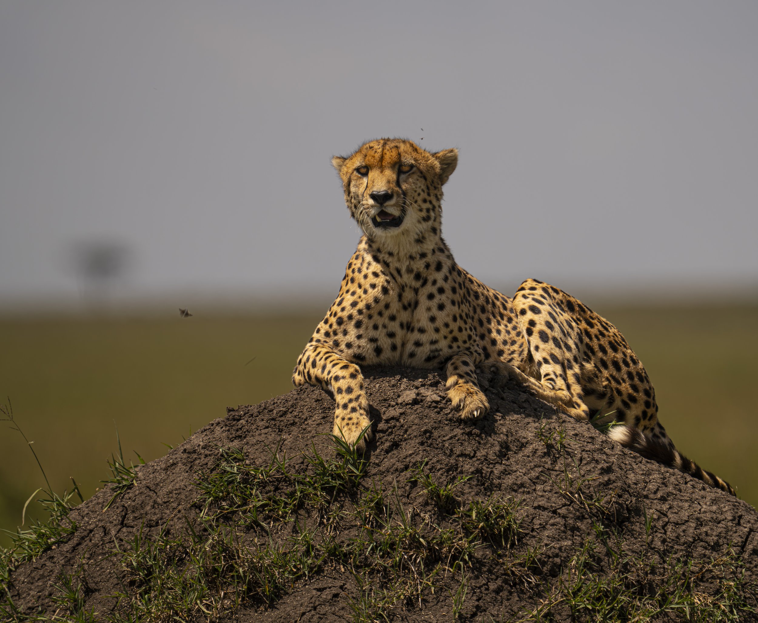 Scouting for a meal, Masai Mara