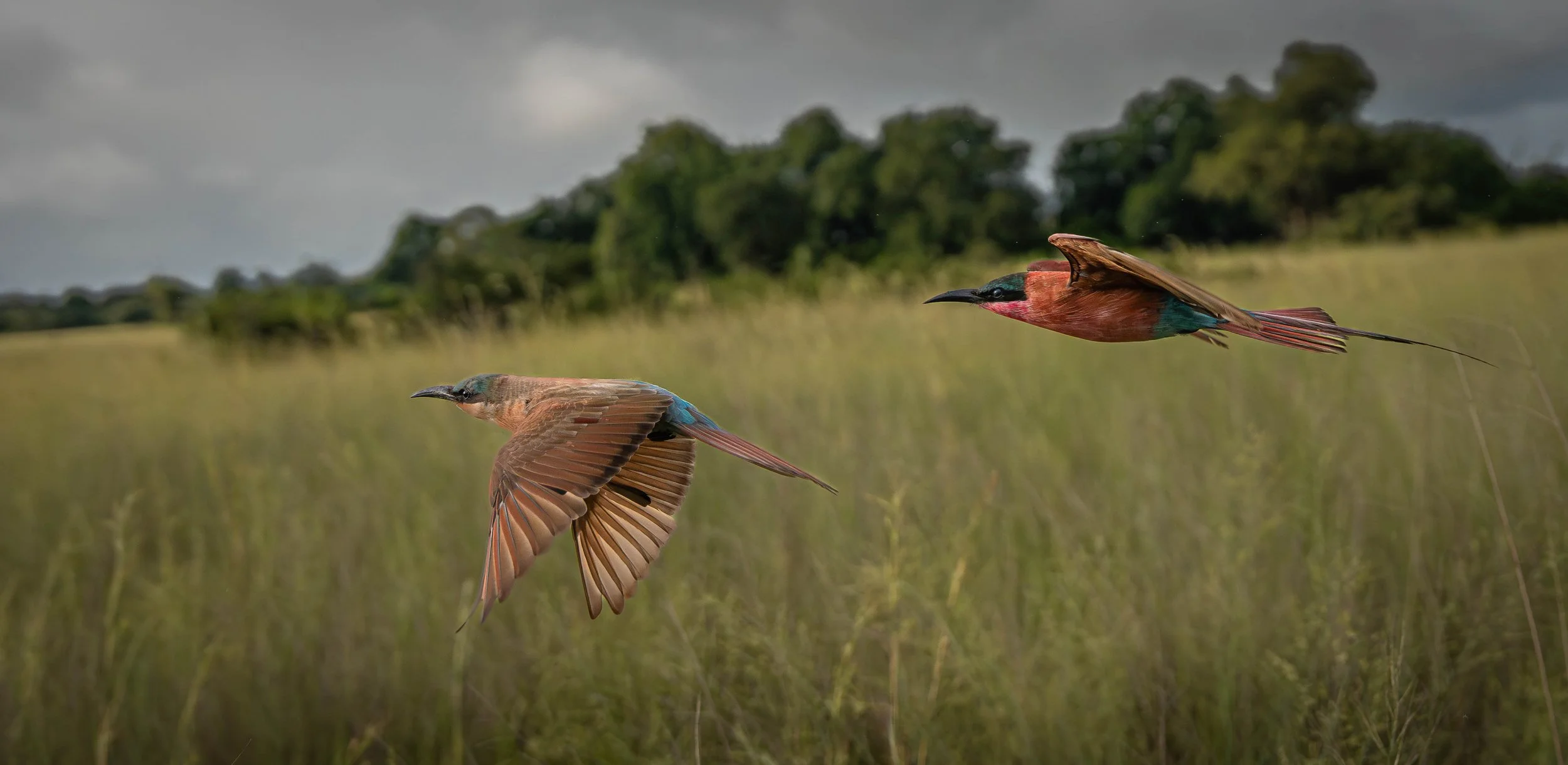 Carmine Beeeaters, Okavango Delta