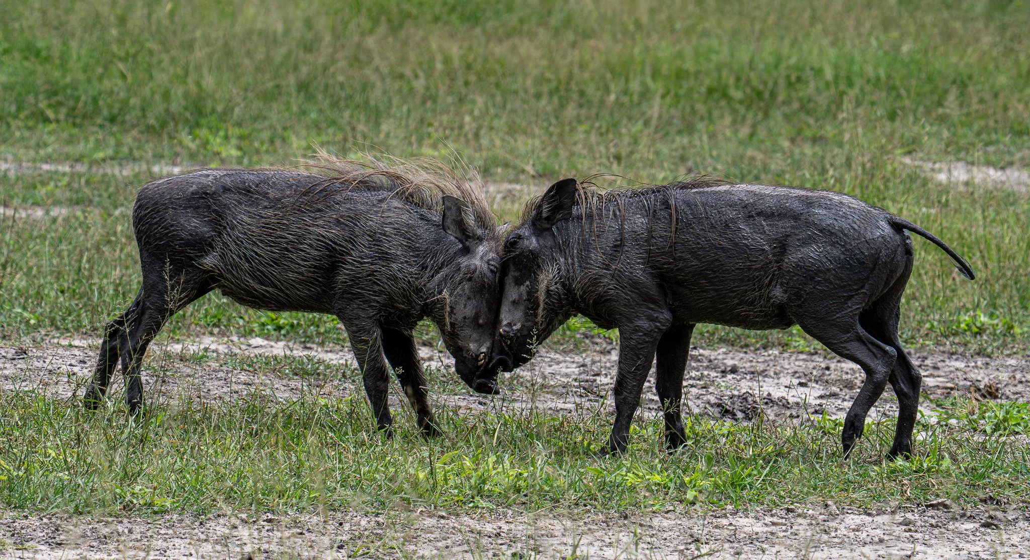 Baby Warthogs, Botswana