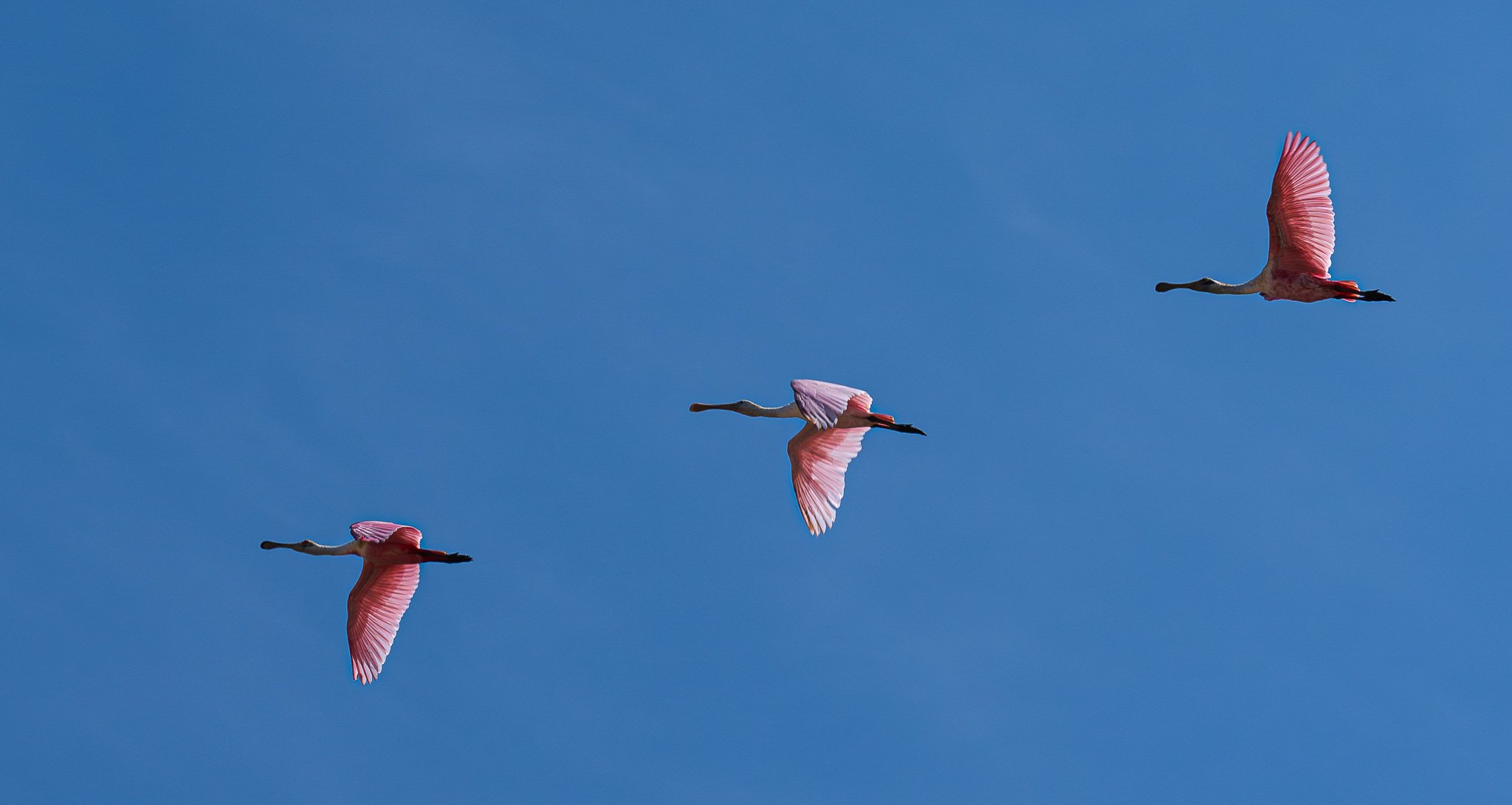  Roseate Spoonbills 