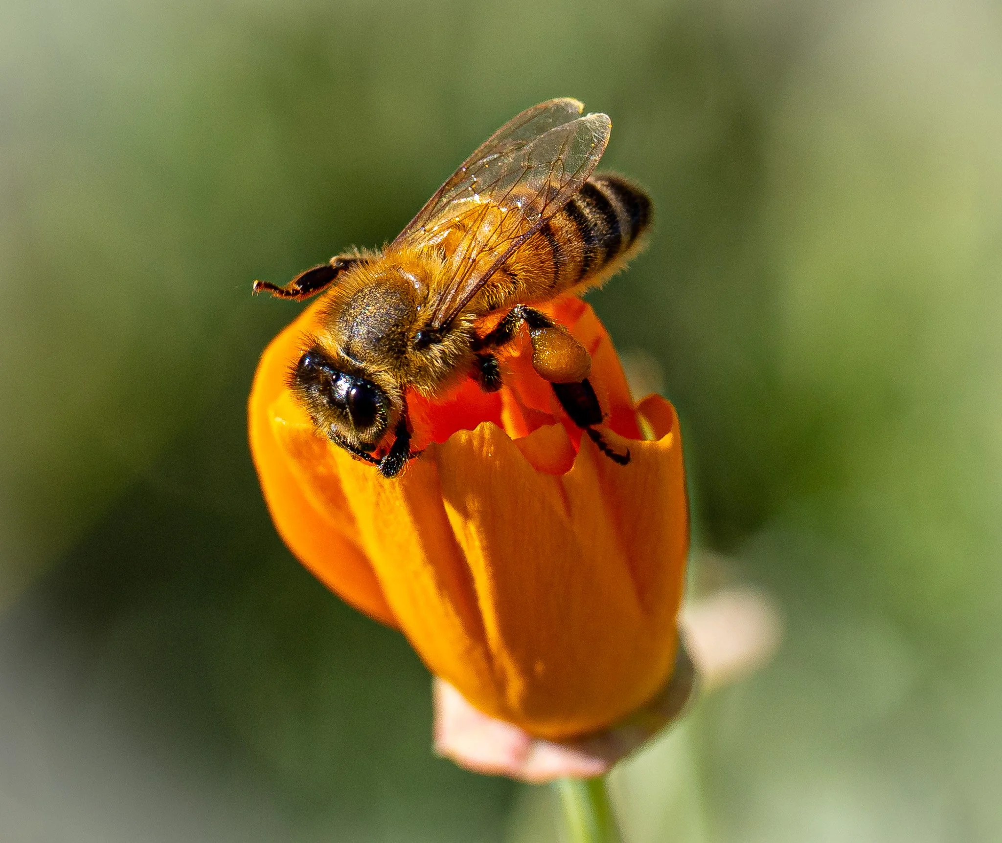 Close-up of a honeybee collecting nectar from a small orange flower.