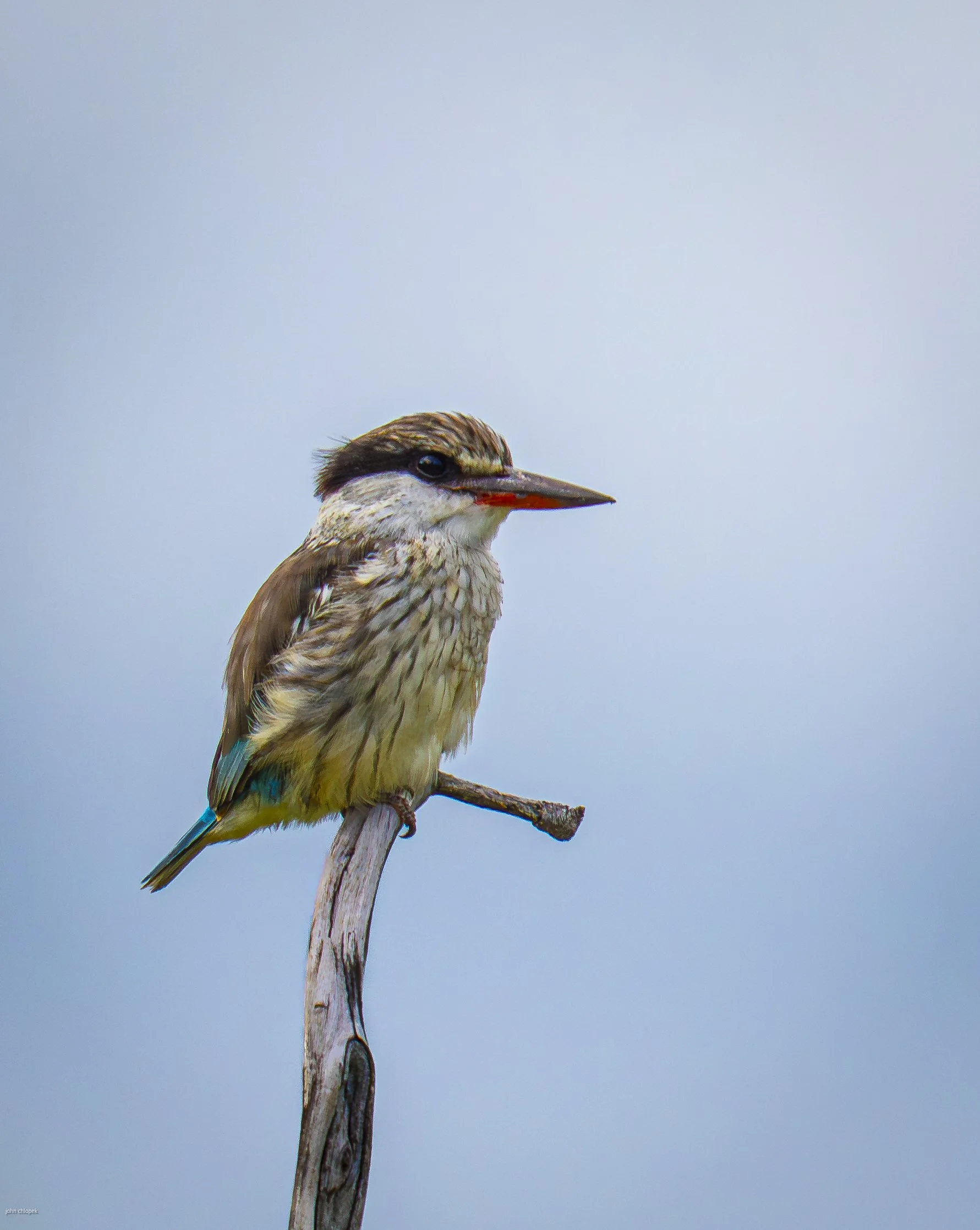 Striped Kingfisher. Okavango Delta