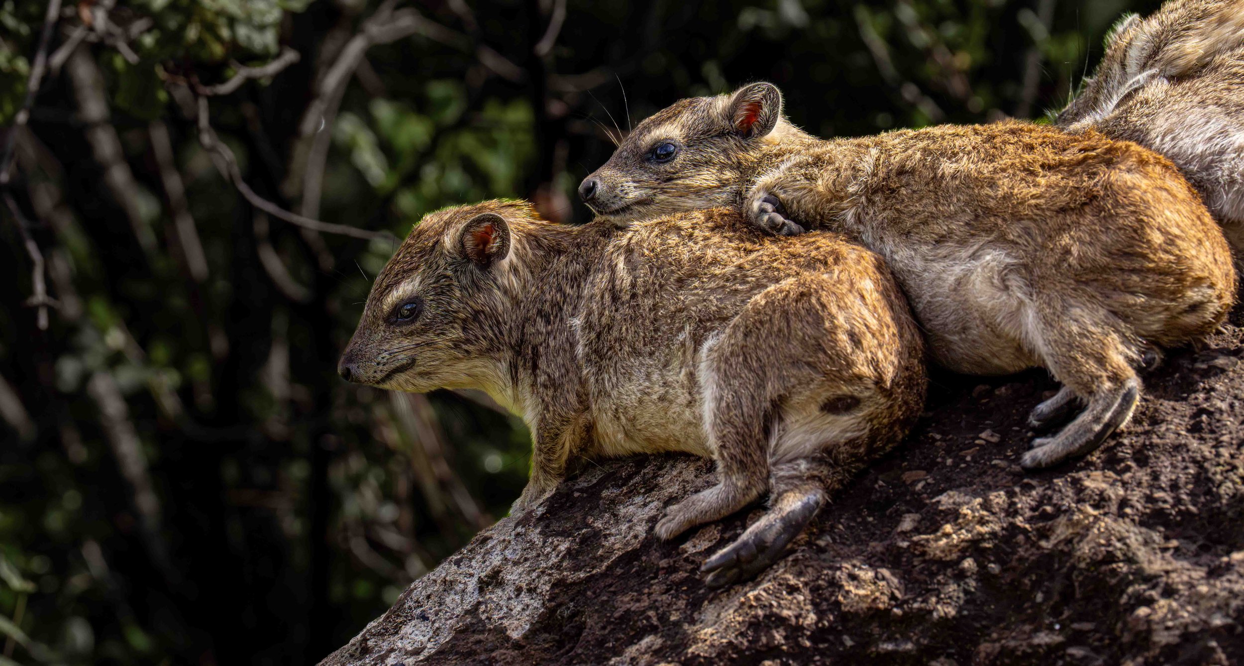 Rock Hyrax, Kenya