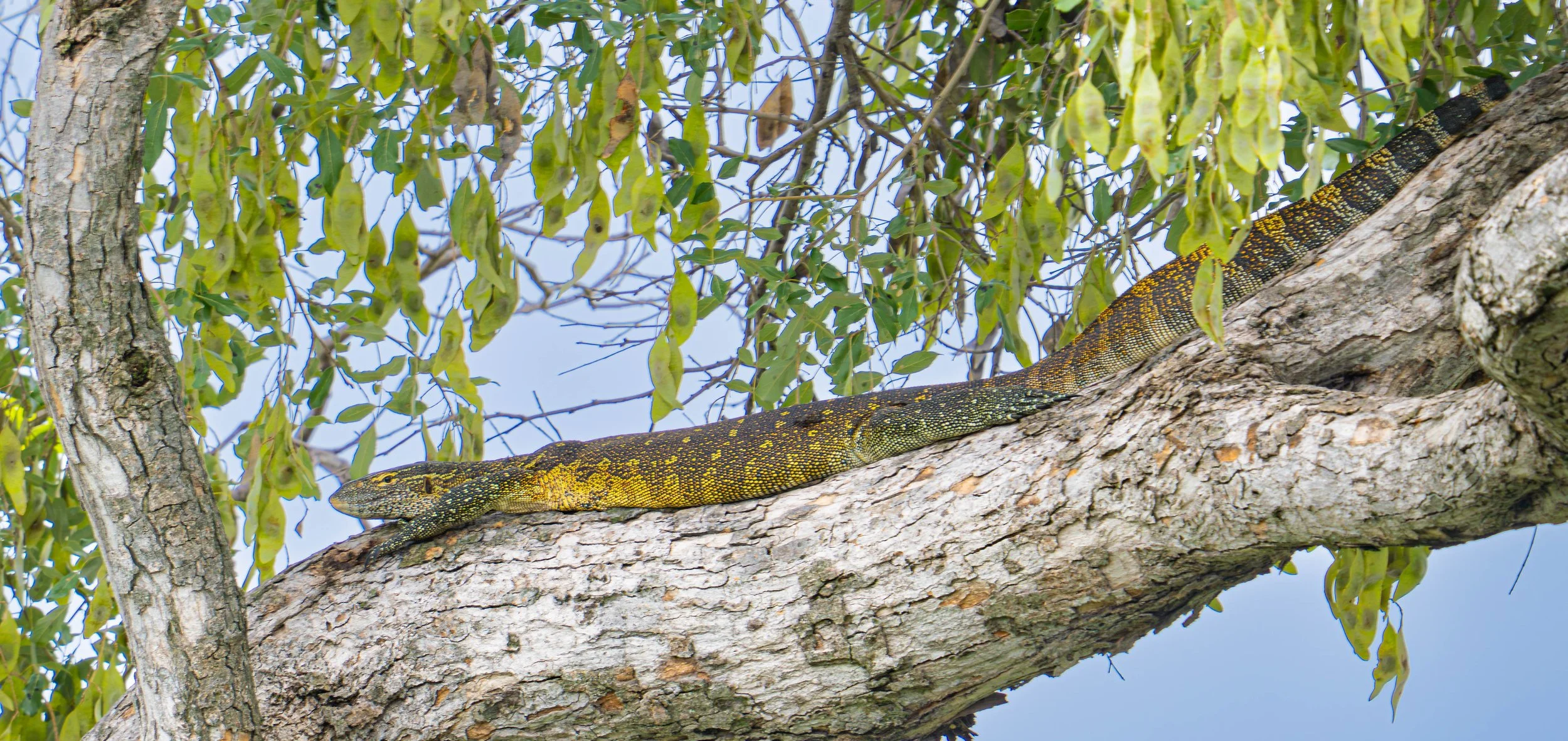 Monitor Lizard Okavango Delta