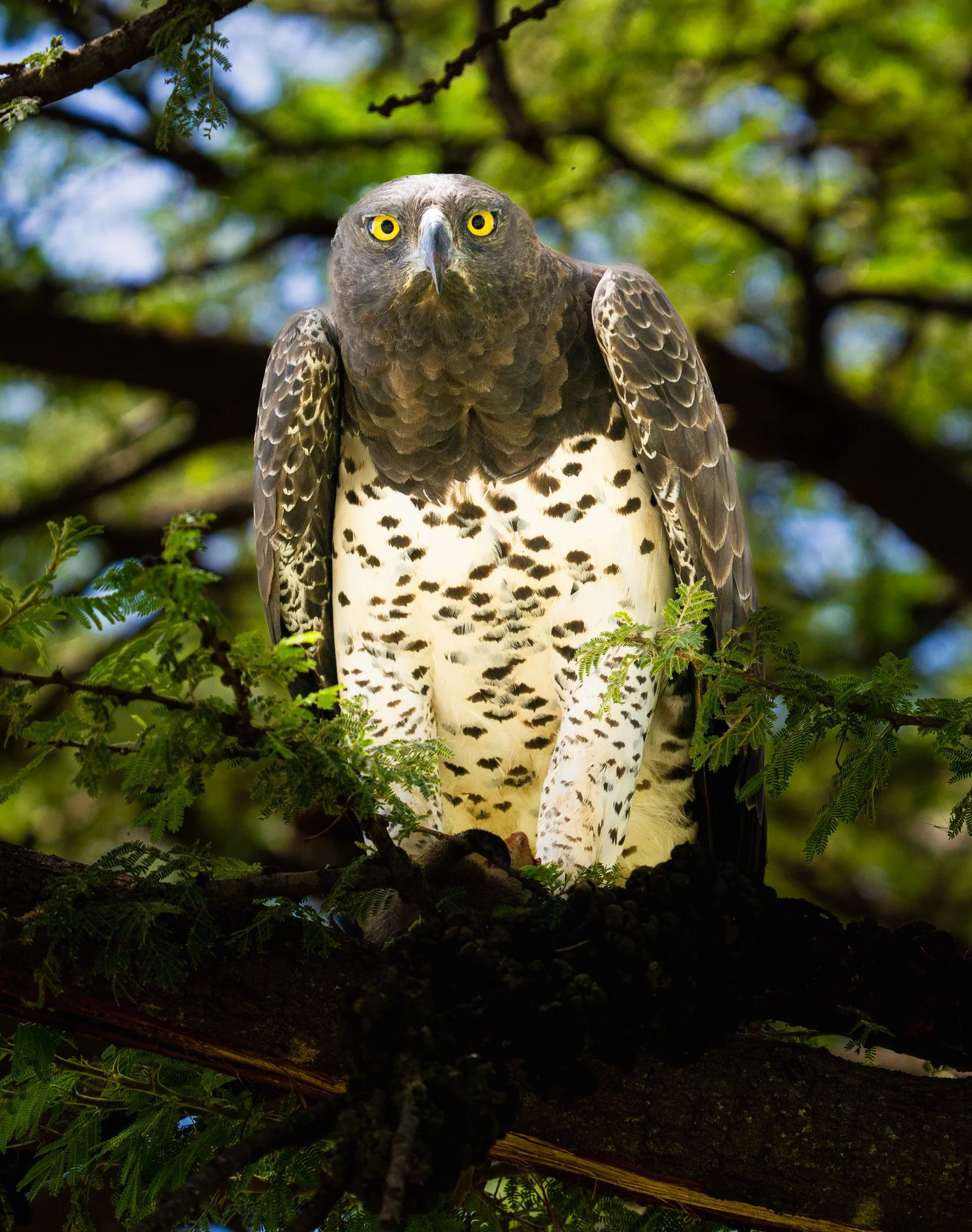 Martial eagle (Polemaetus bellicosus) , Masai Mara