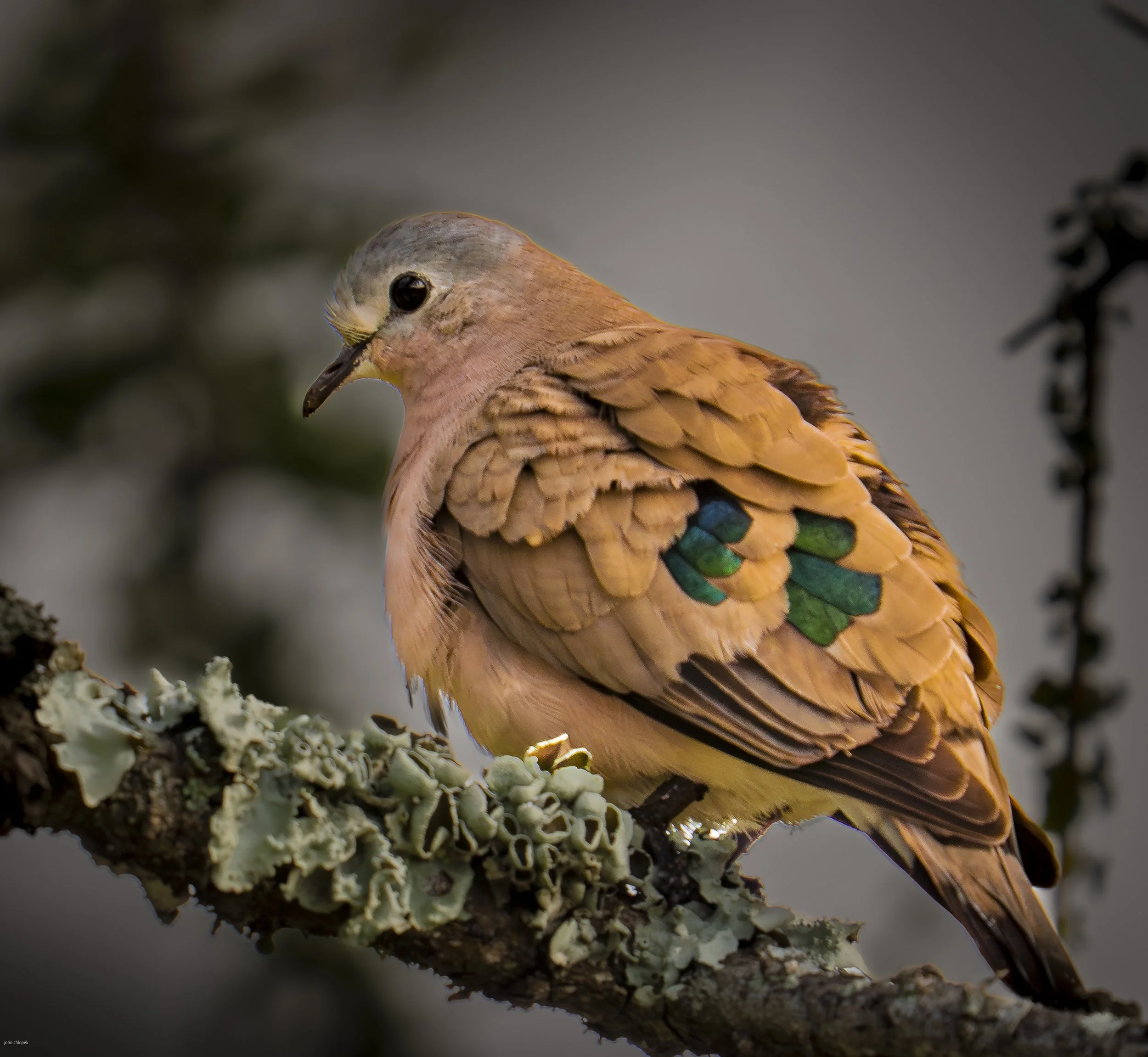 Emerald-spotted Wood Dove (Turtur chalcospilos) Serengeti