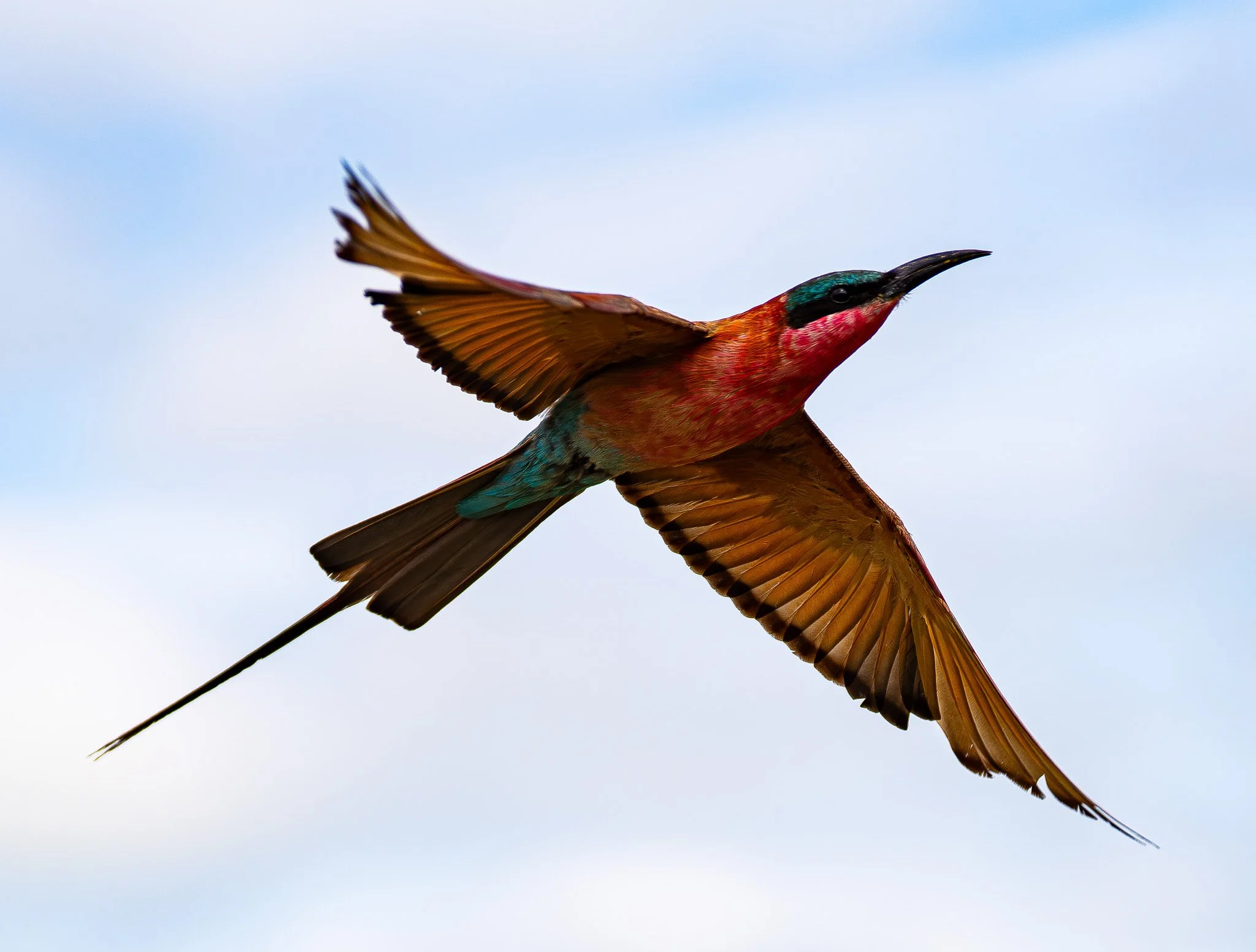 Carmine Beeeater, Botswana. 