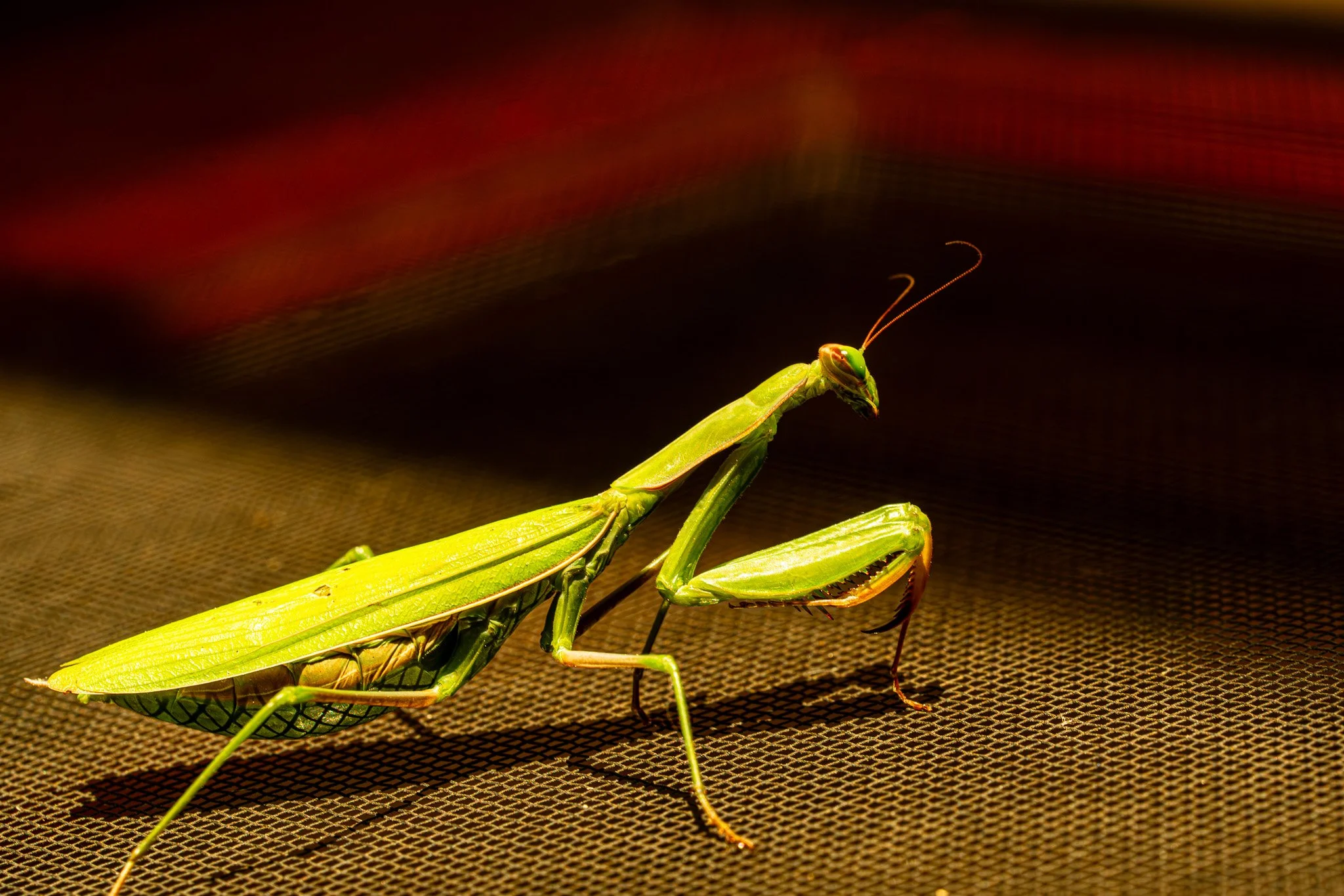Close-up of a green praying mantis on a textured surface.