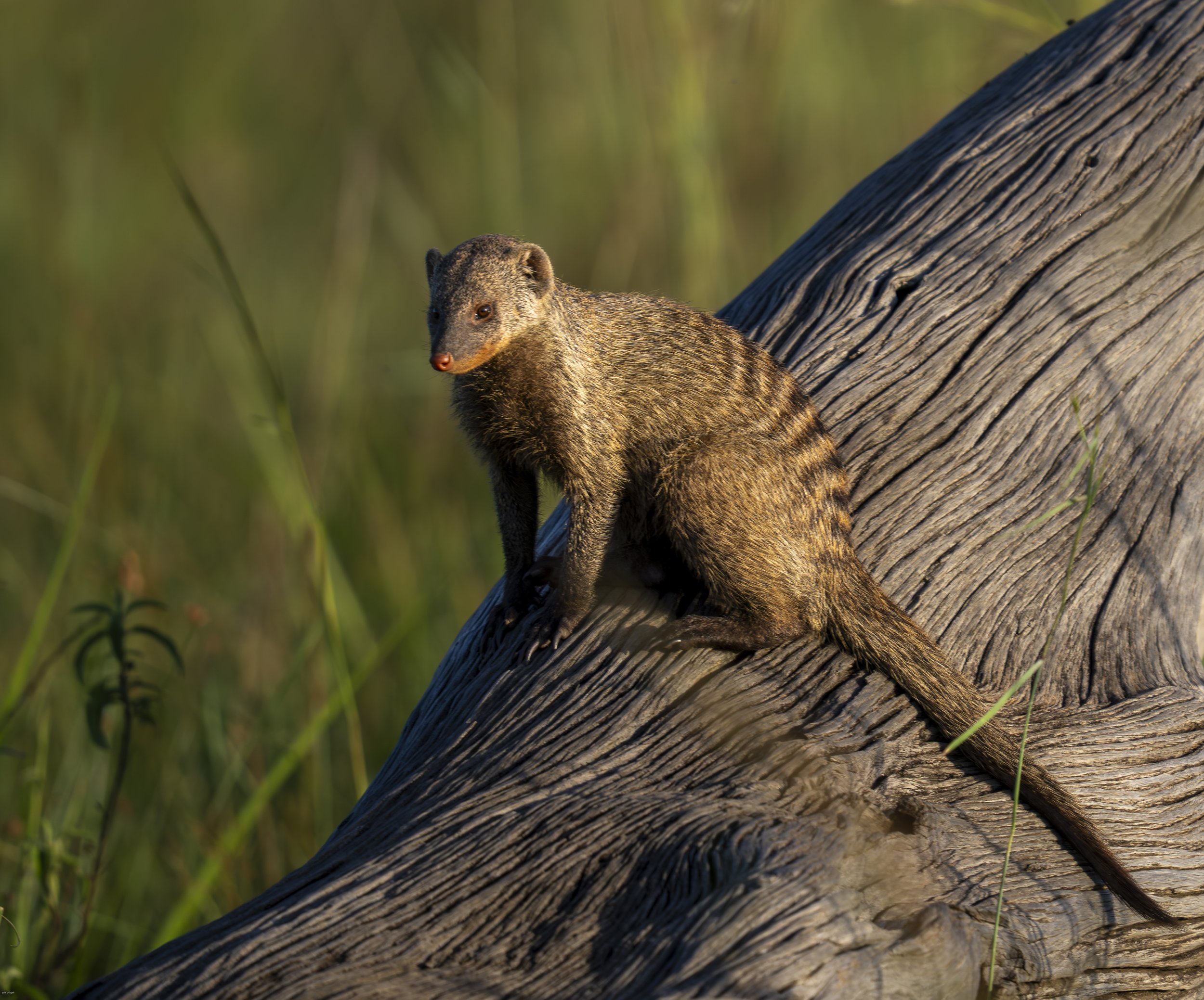 Banded mongoose (Mungos mungo) Tanzania
