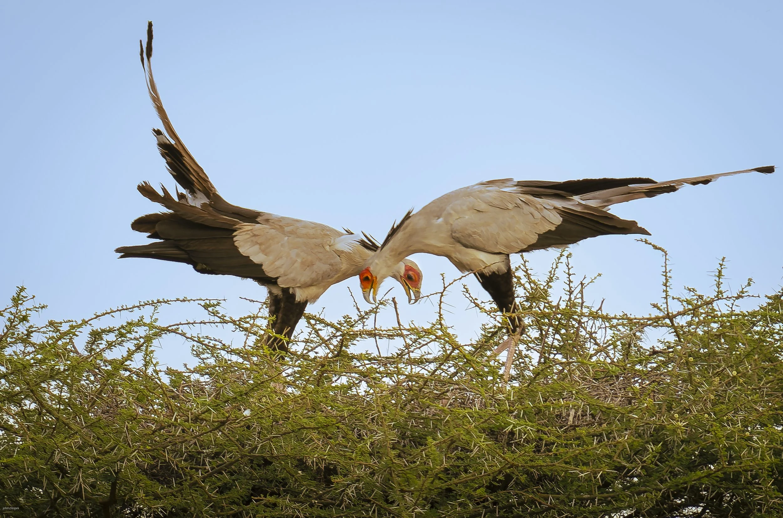 Secretary Birds (Sagittarius serpentarius) , south Serengeti