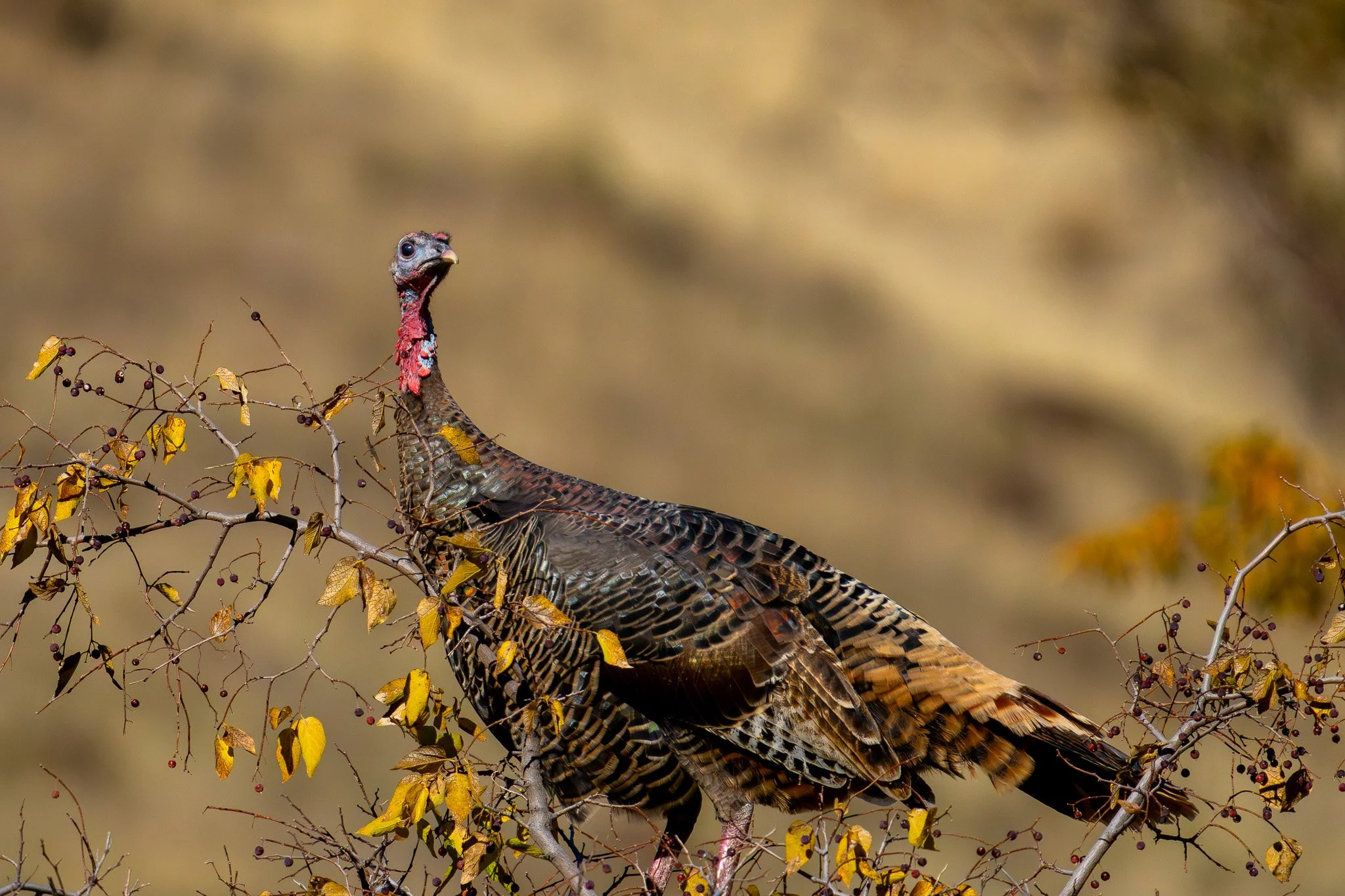 Grande Ronde Wild Turkey