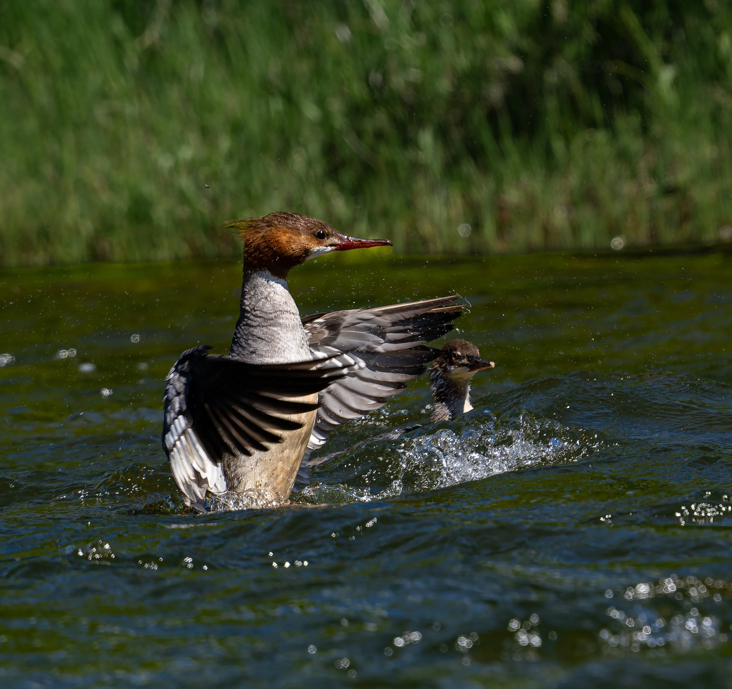 Common Merganser (Mergus merganser)
Big Creek Idaho

