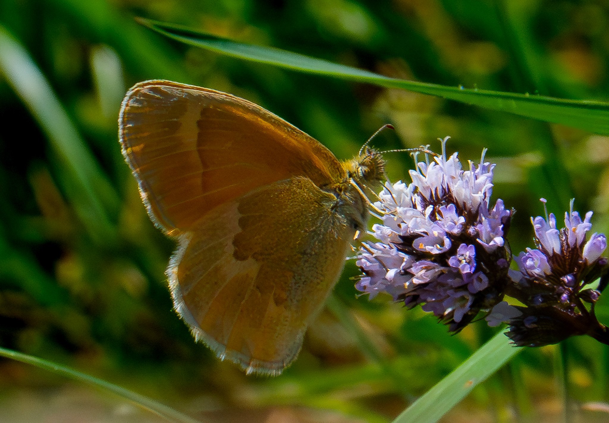 Small Heath (Coenonympha pamphilus)