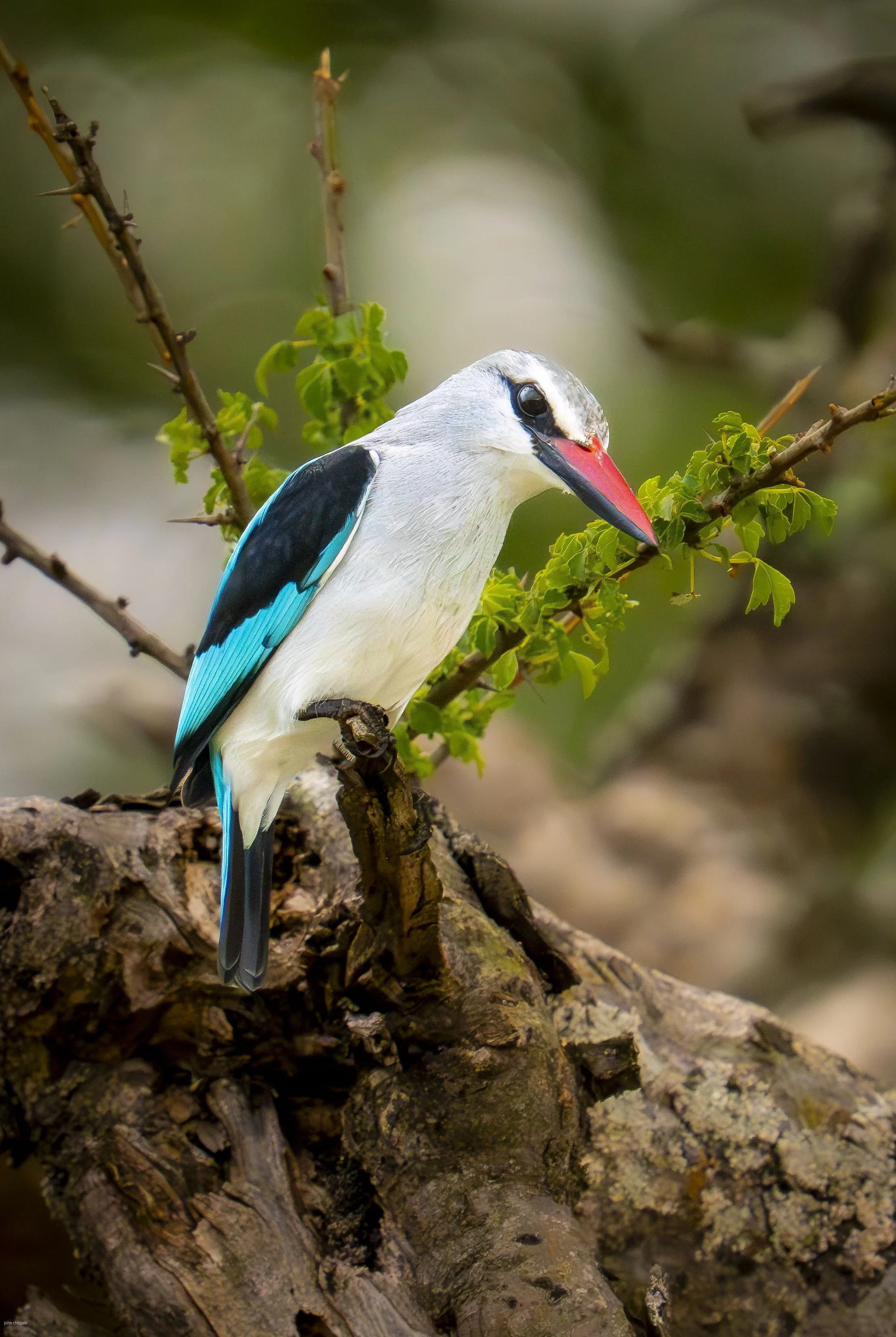 Woodland Kingfisher (Halcyon senegalensis) Tanzania
