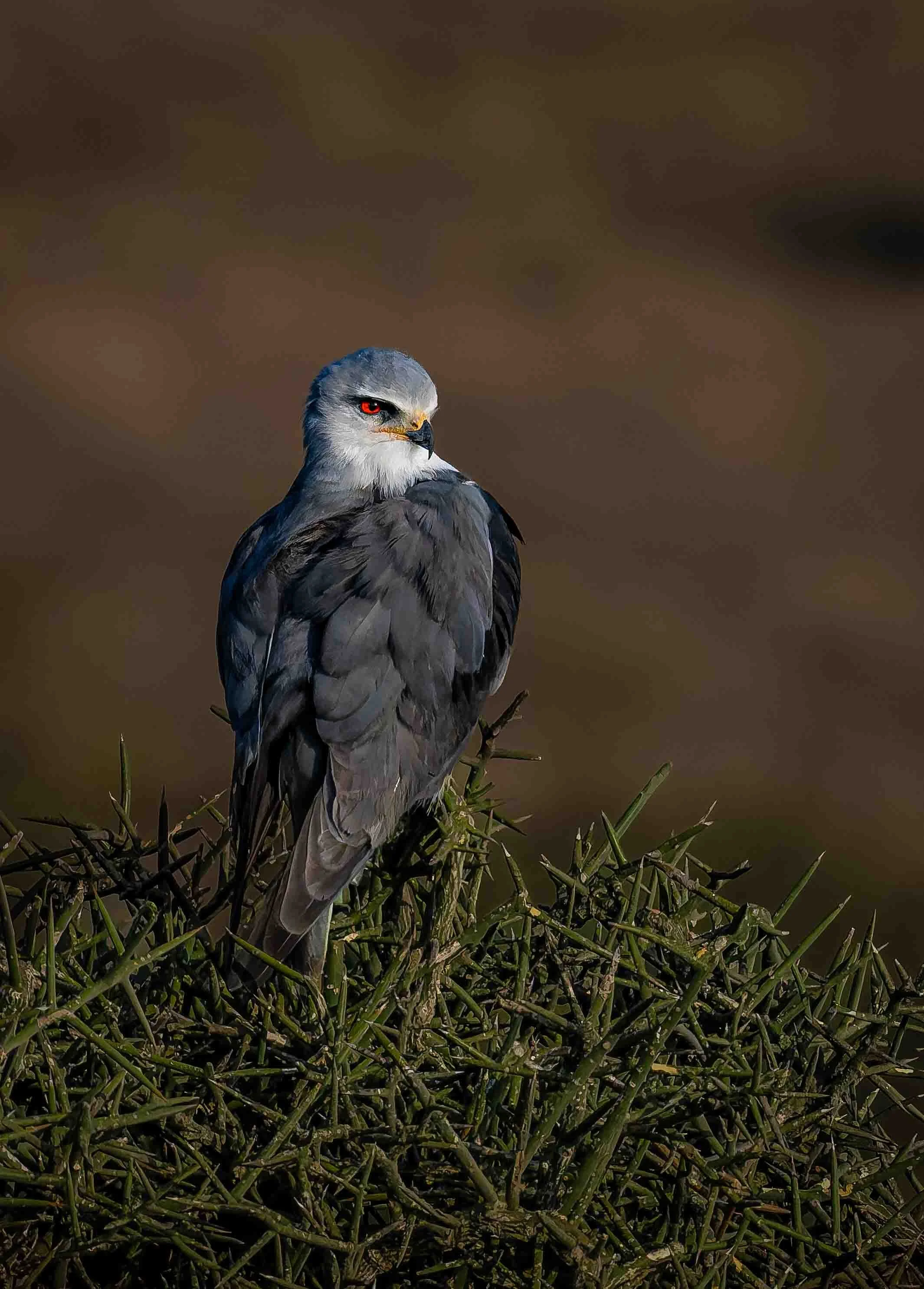 Grey-headed Kite (Leptodon cayanensis), Kenya