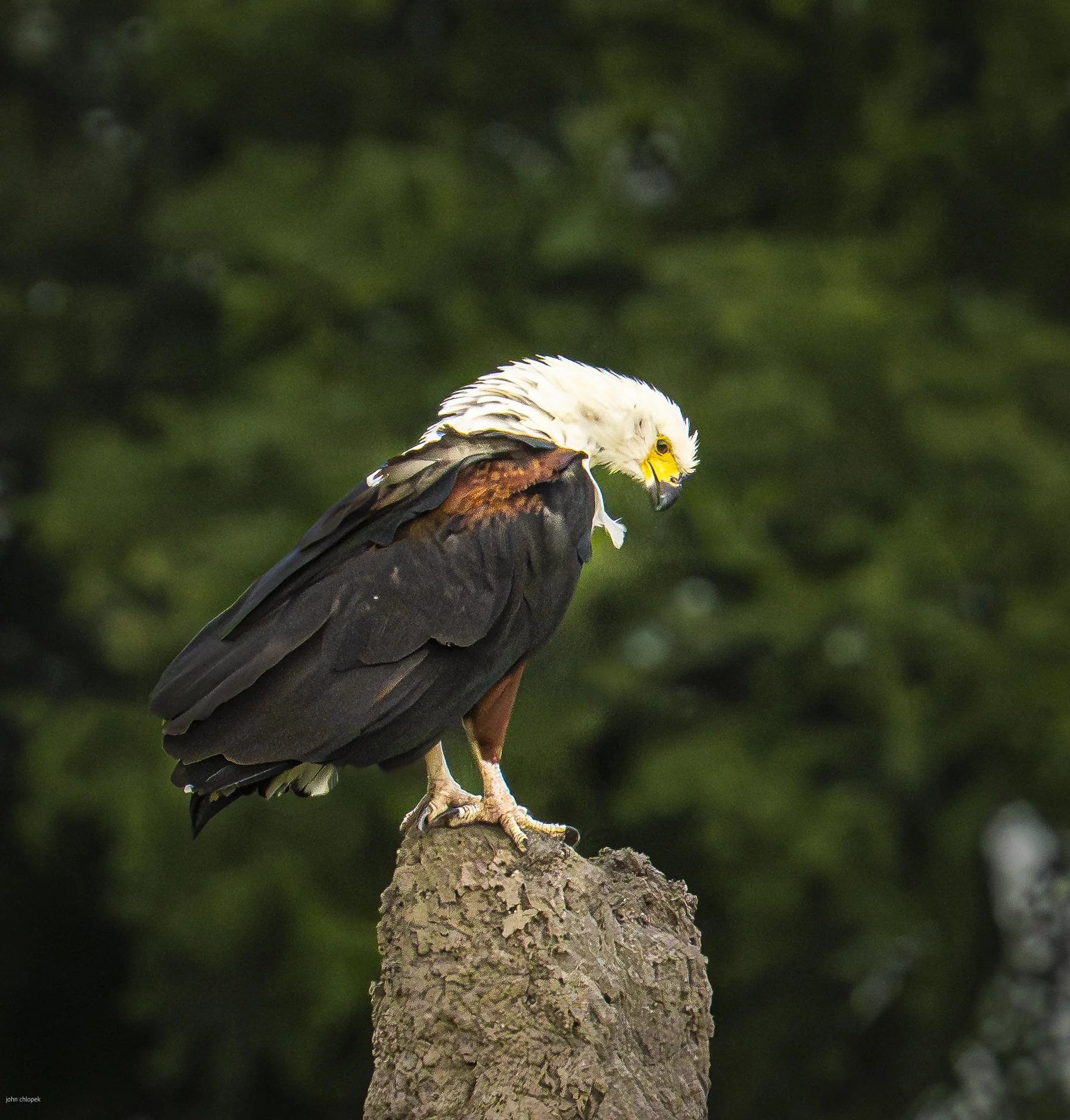 African Fish Eagle, Okavango Delta