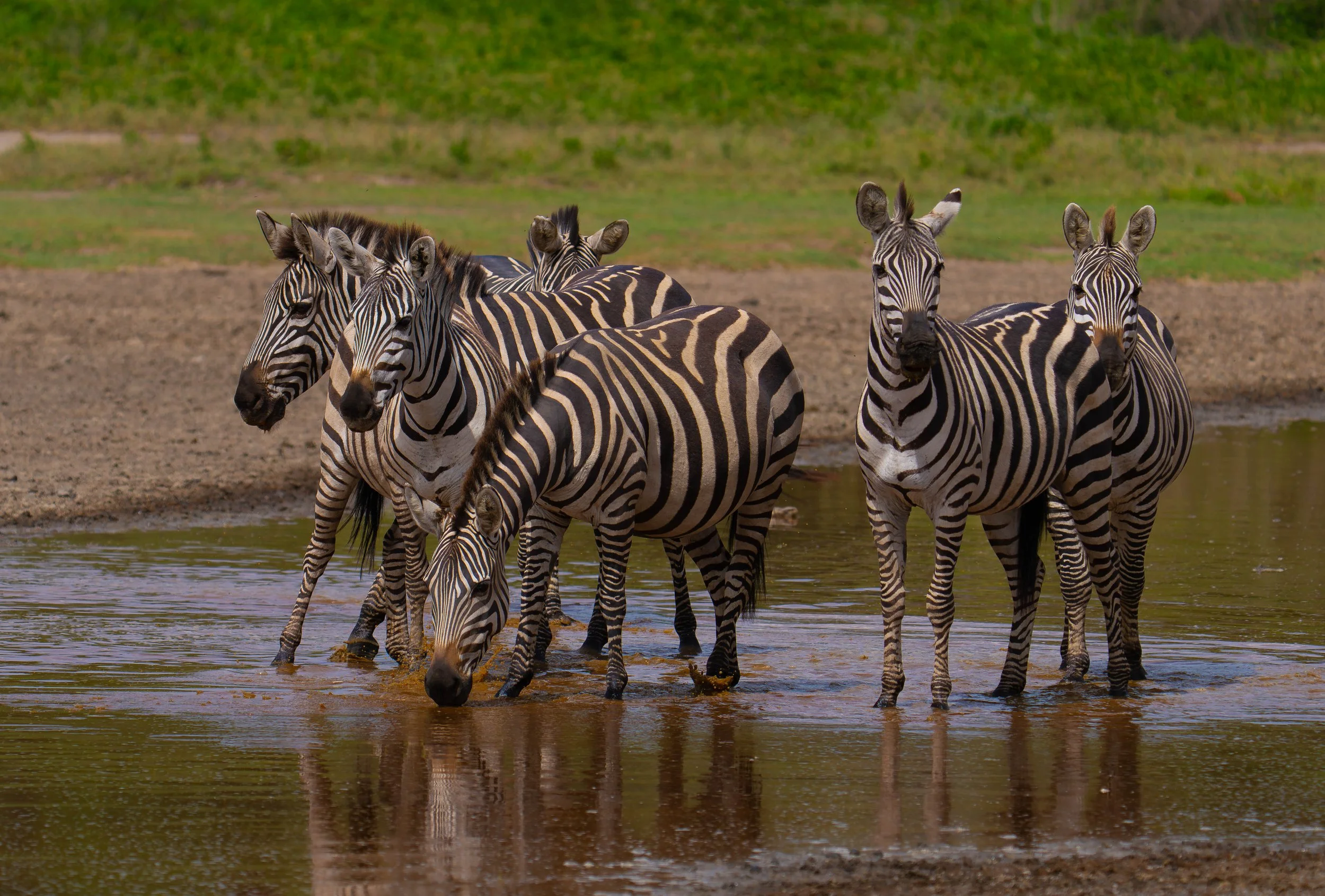 Zebra, South Serengeti
