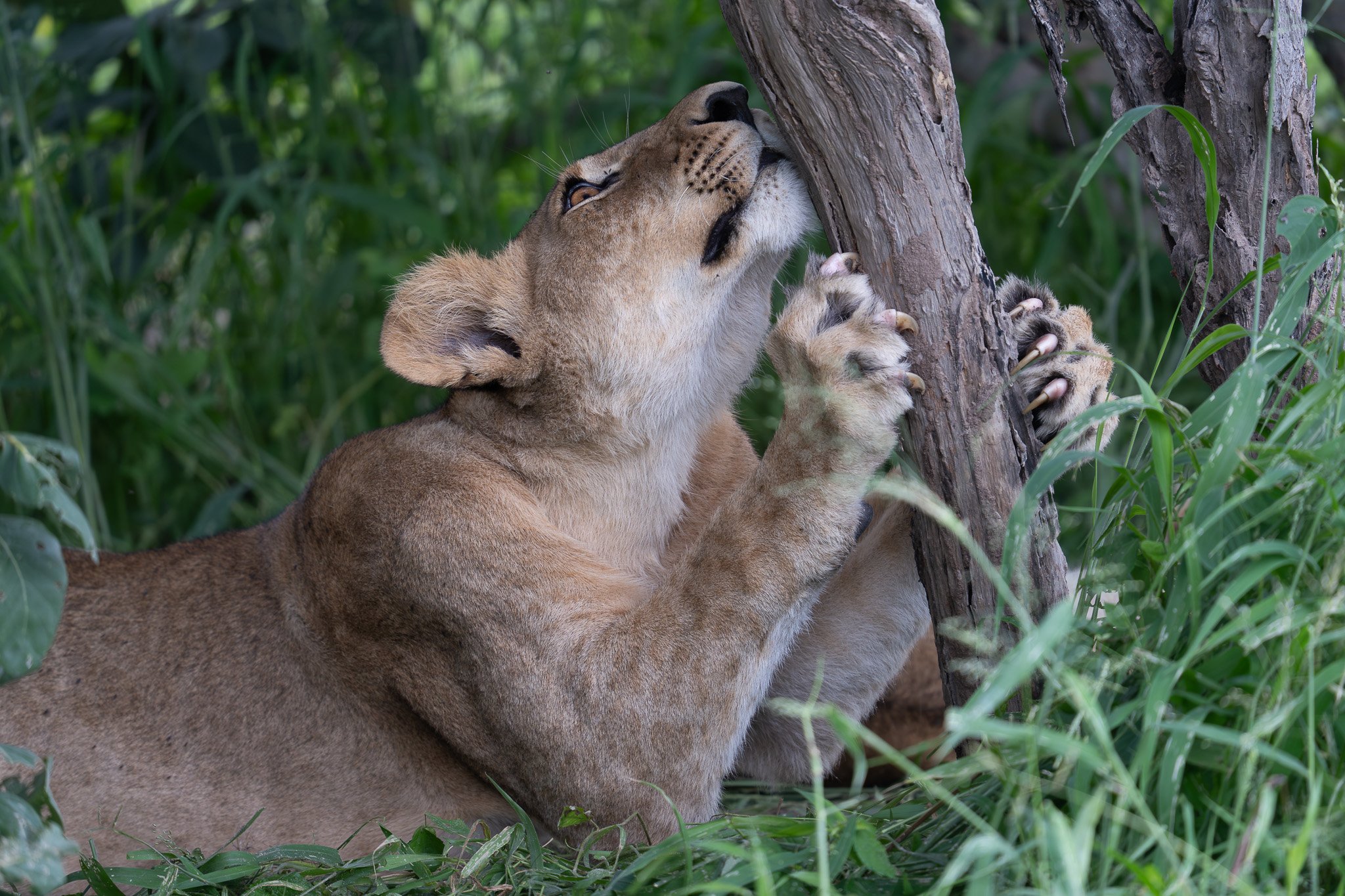 Lion Cub, Botswana