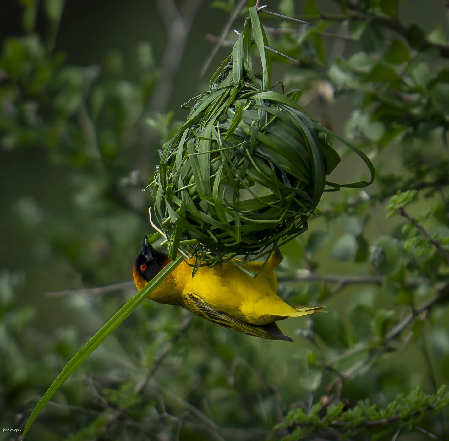 Southern Masked Weaver (Ploceus velatus) Serengeti