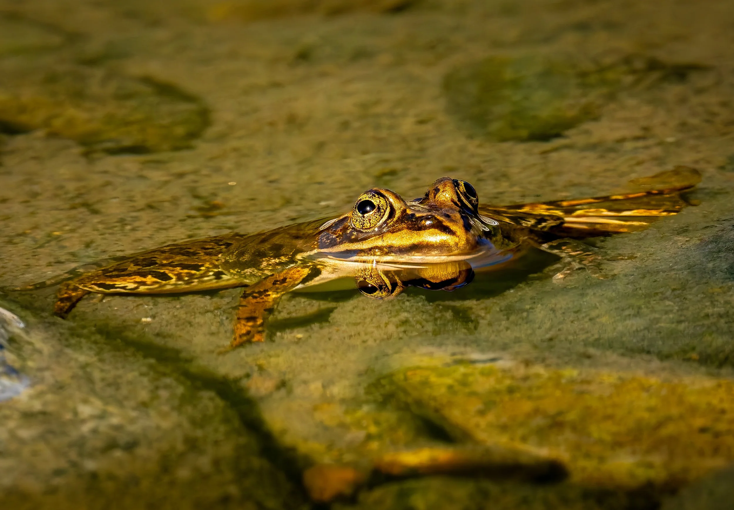 Columbia spotted frog. (rana luteiventris). Big Creek Idaho