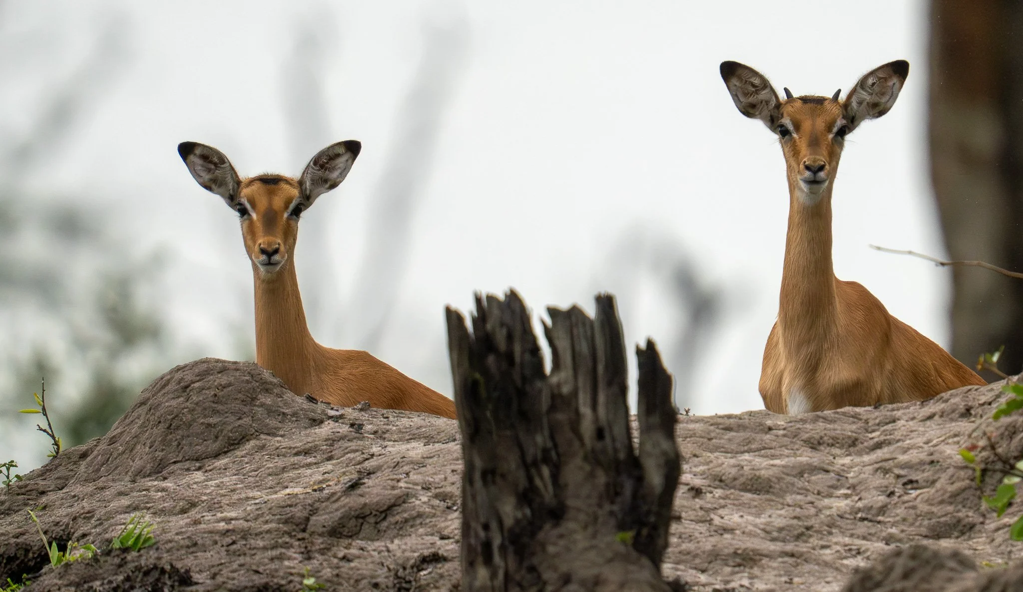 Young Impala, Botswana
