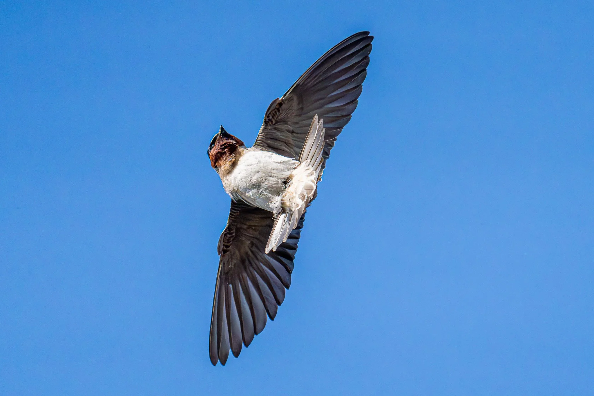 Aerobatic Cliff Swallow 