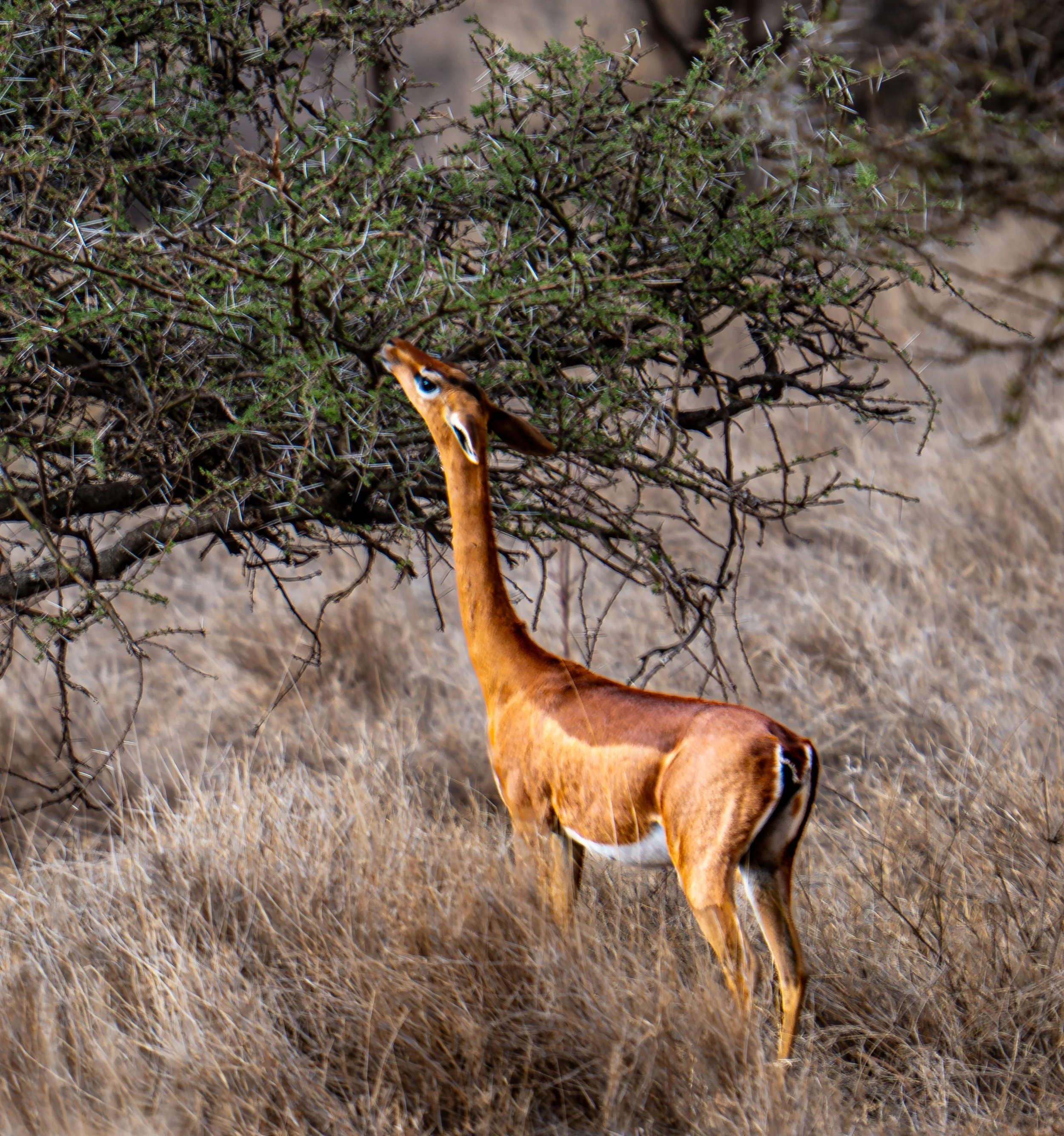 Grerenuk  (Litocranius walleri), Lewa Conservancy , Kenya