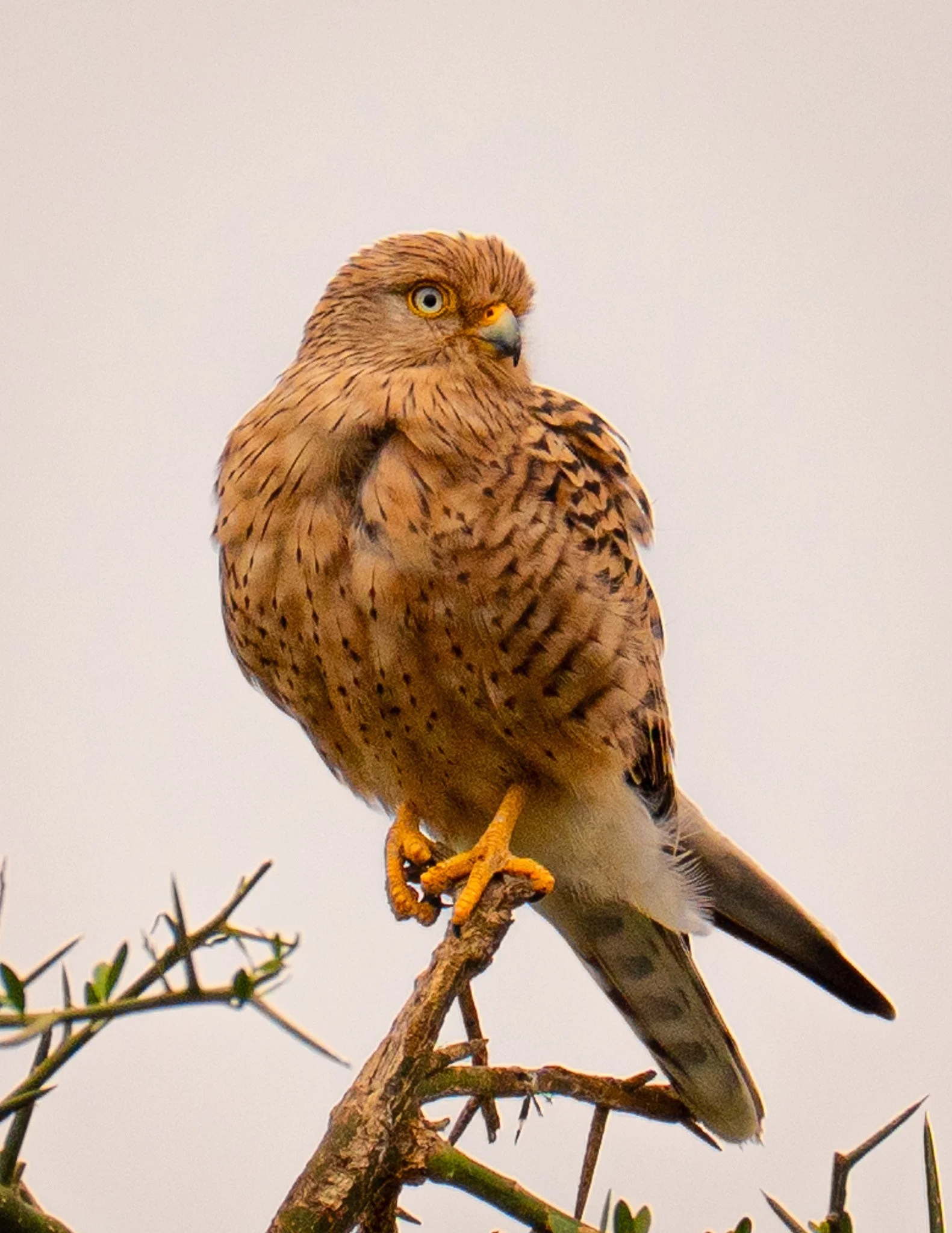 African Kesterel, Botswana 