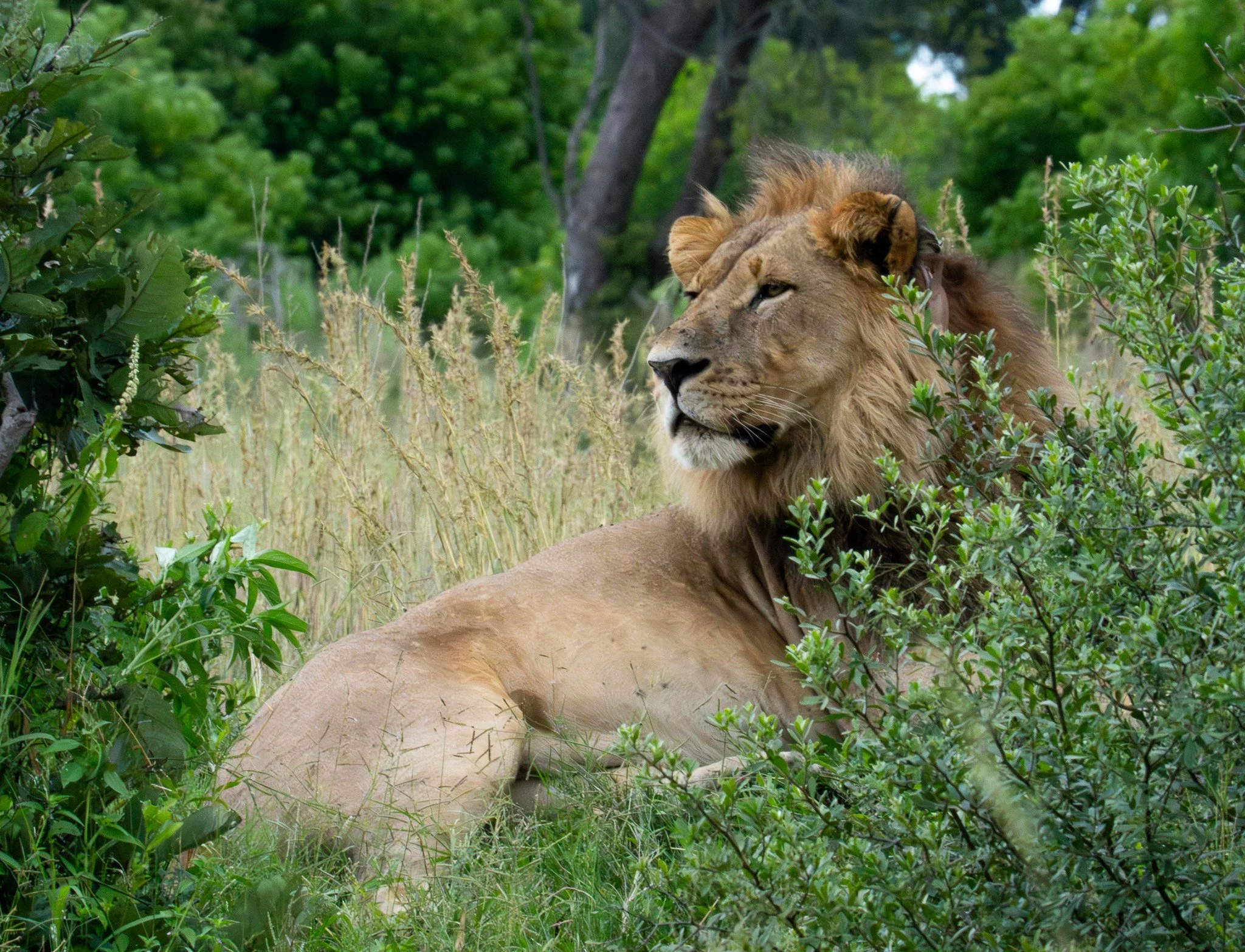 The King at rest, Okovango Delta Botswana