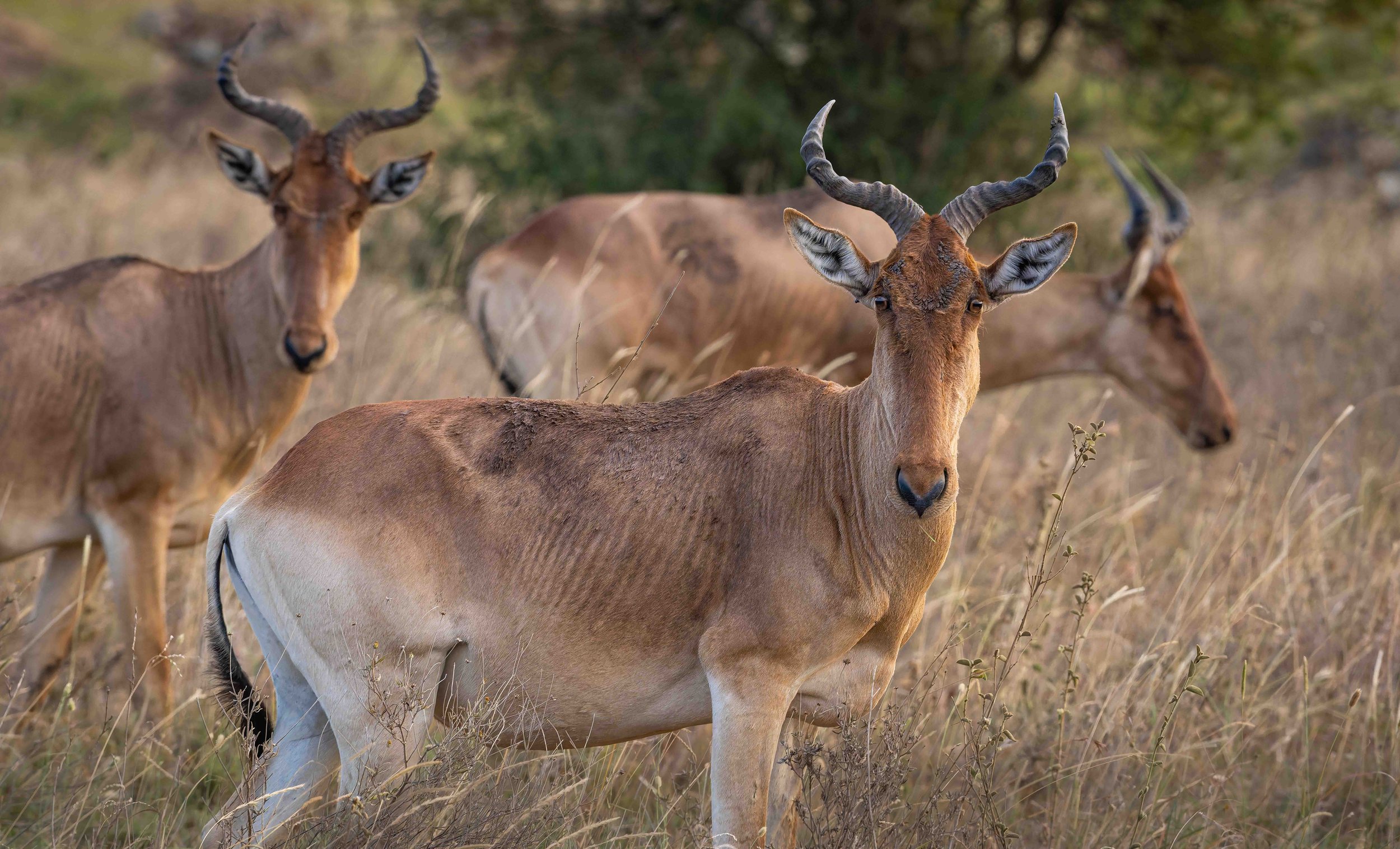 Hartebeest (Alcelaphus buselaphus), Kenya