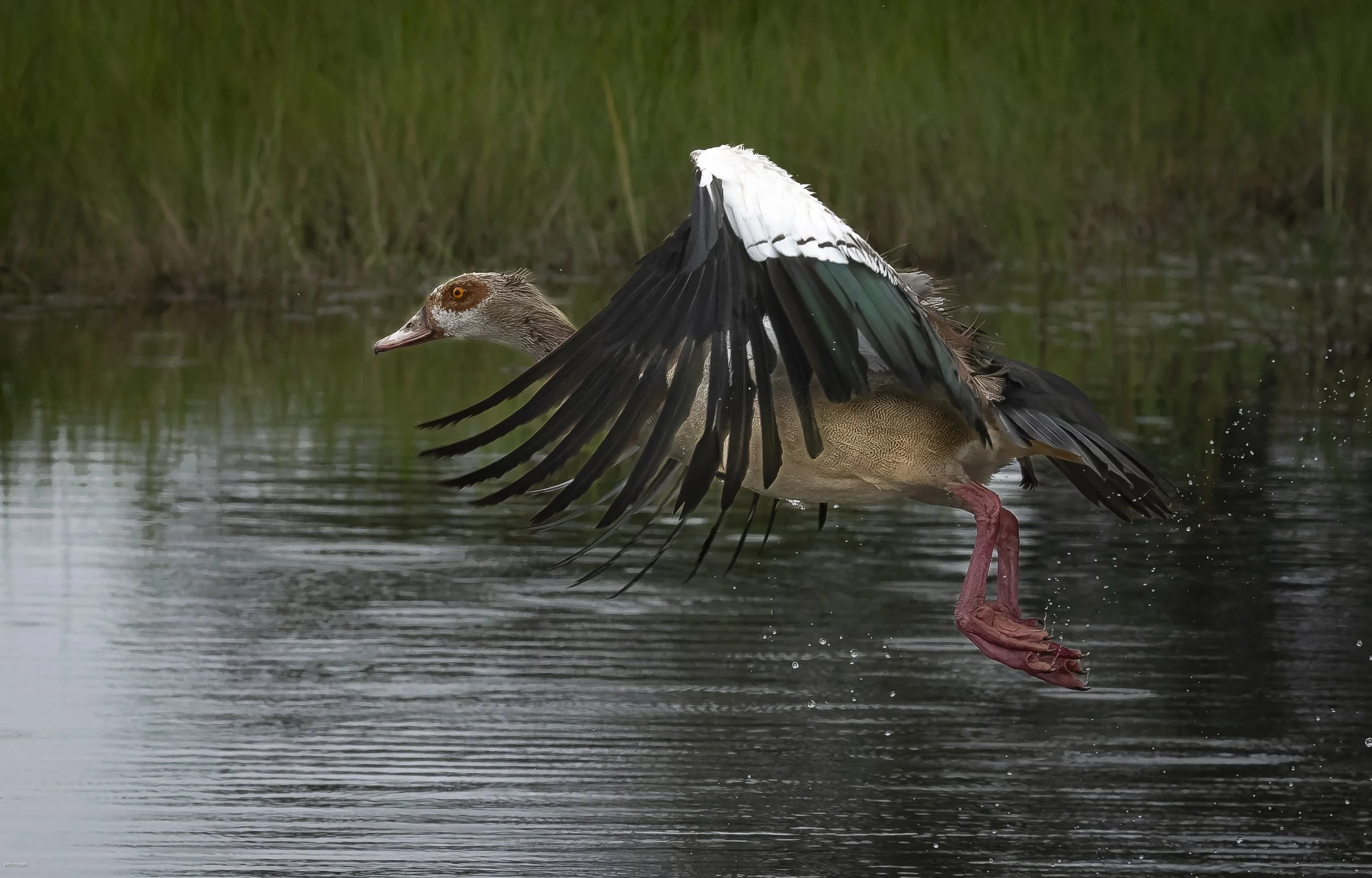 Egyptian Goose (Alopochen aegyptiaca) 