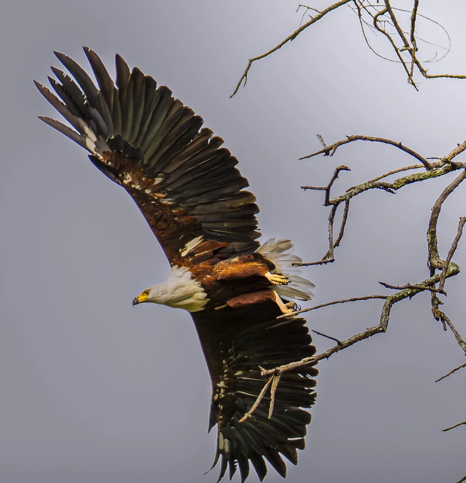 African Fish Eagle