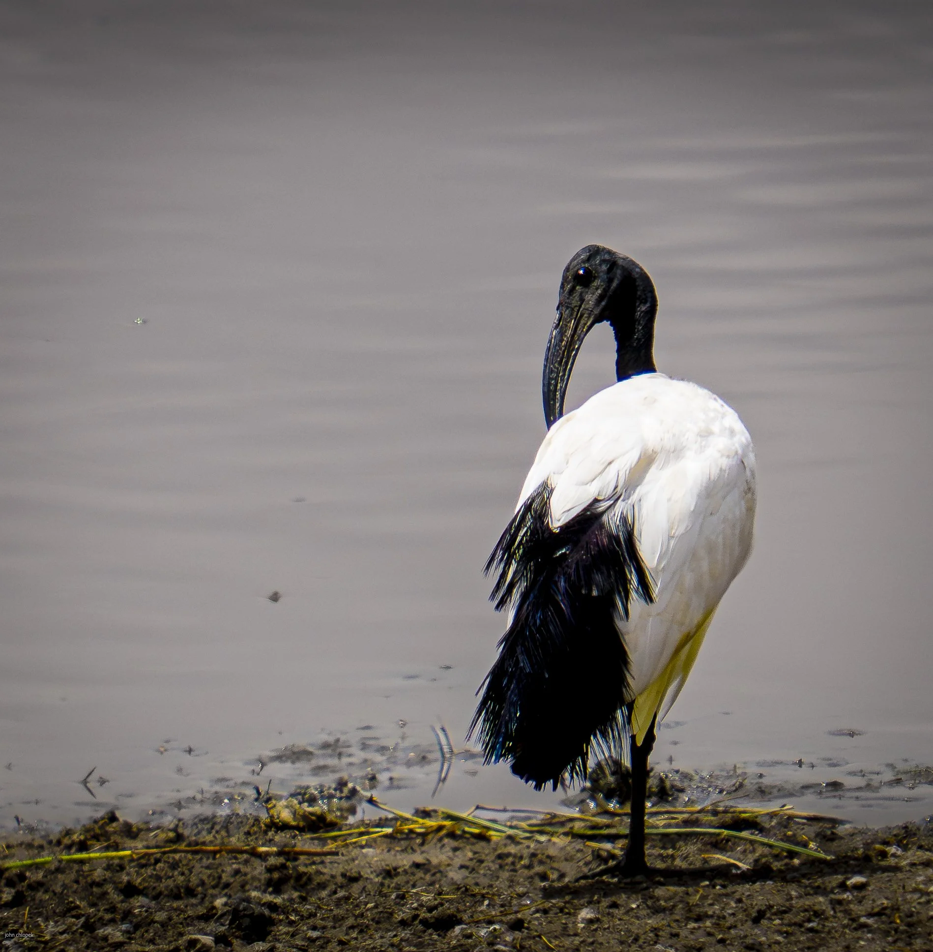 African Sacred Ibis (Threskiornis aethiopicus) Serengeti
