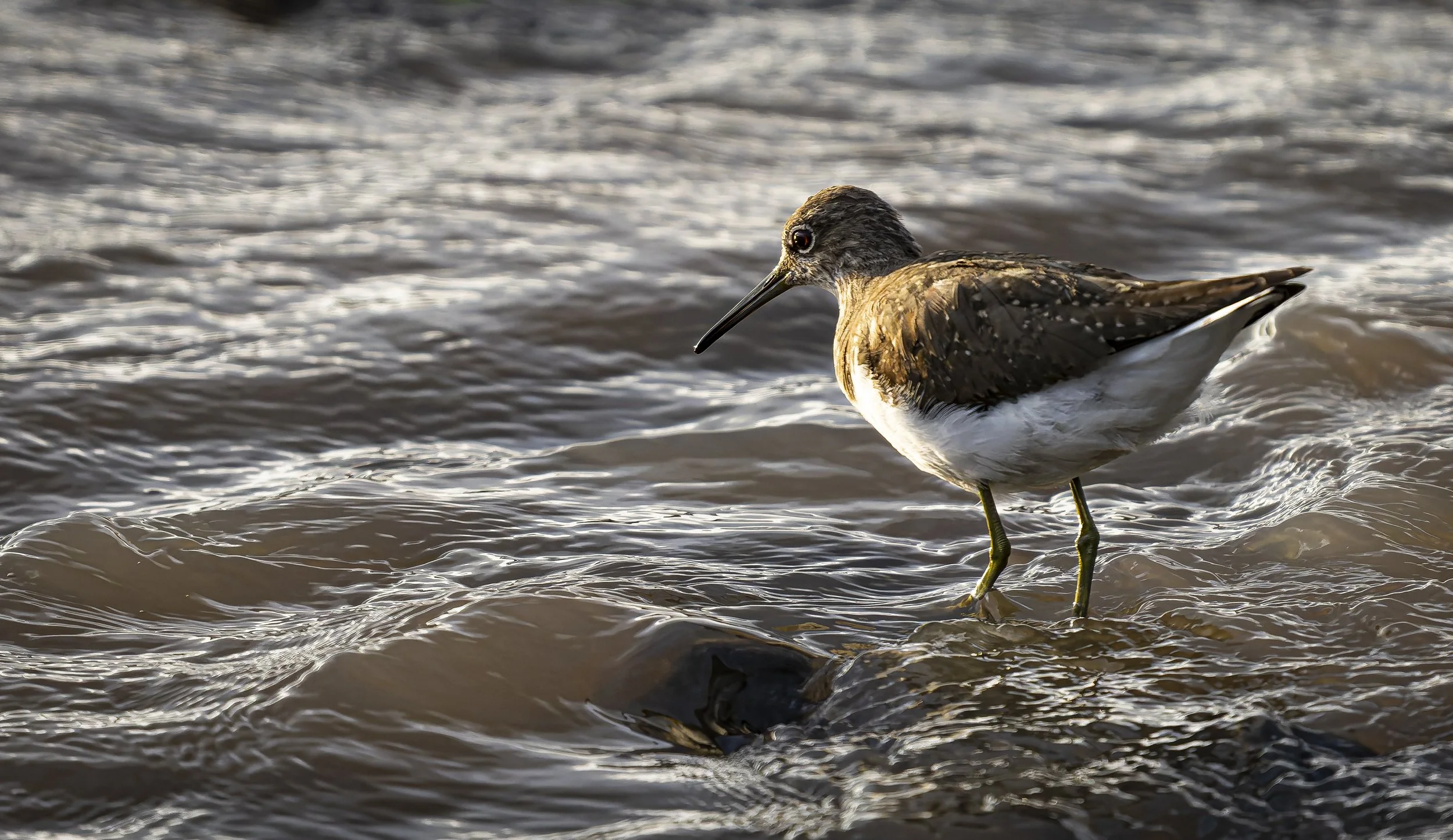 Green Sandpiper  (Tringa ochropus) , Kenya