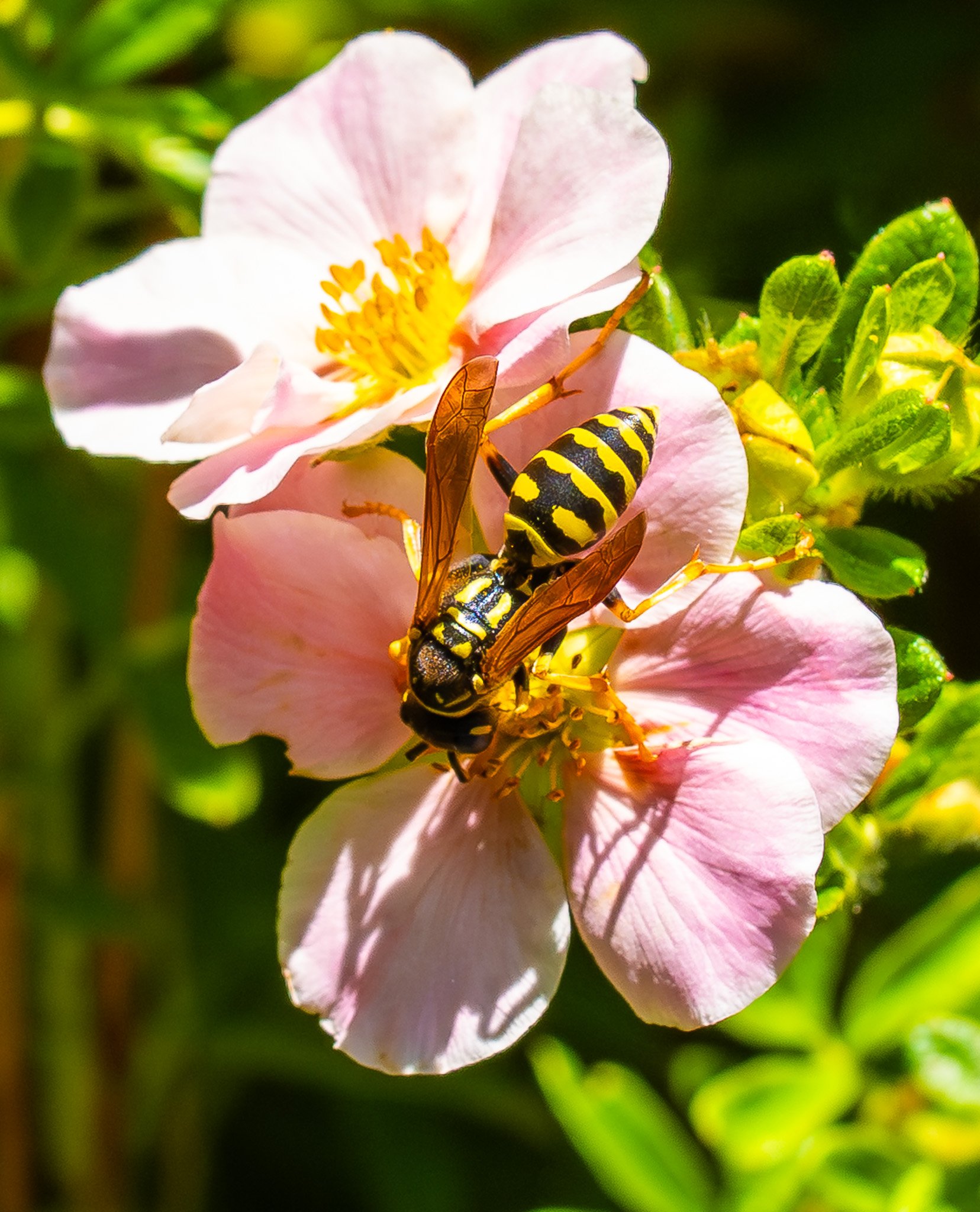 A yellow and black wasp on a pink flower with yellow center, surrounded by green leaves.
