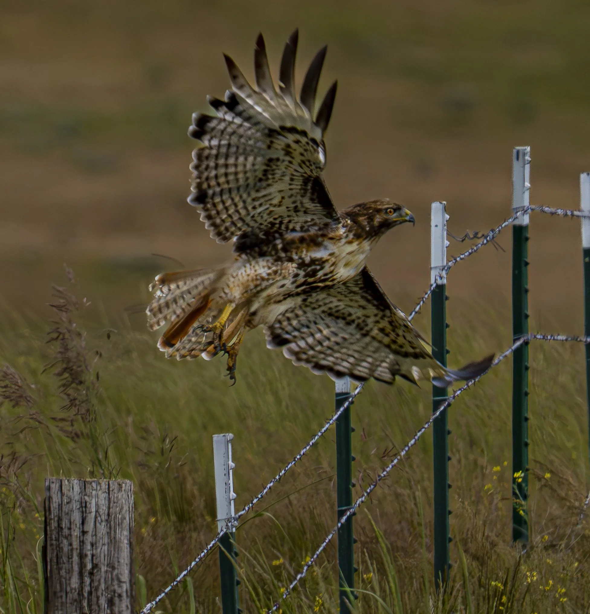 Red-tailed Hawk (Buteo jamaicensis) Wallowa County Oregon