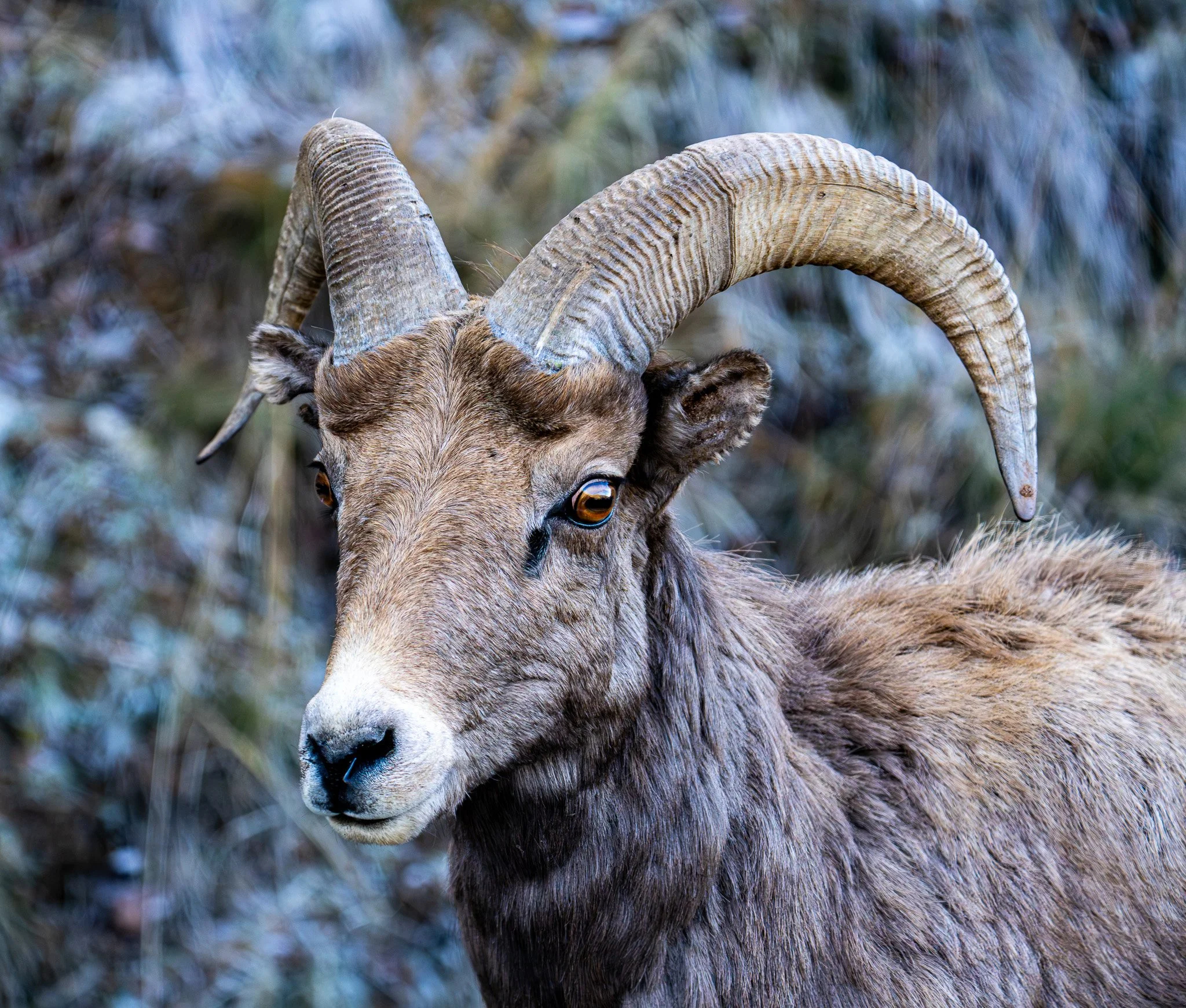 Grande Ronde Bighorn
