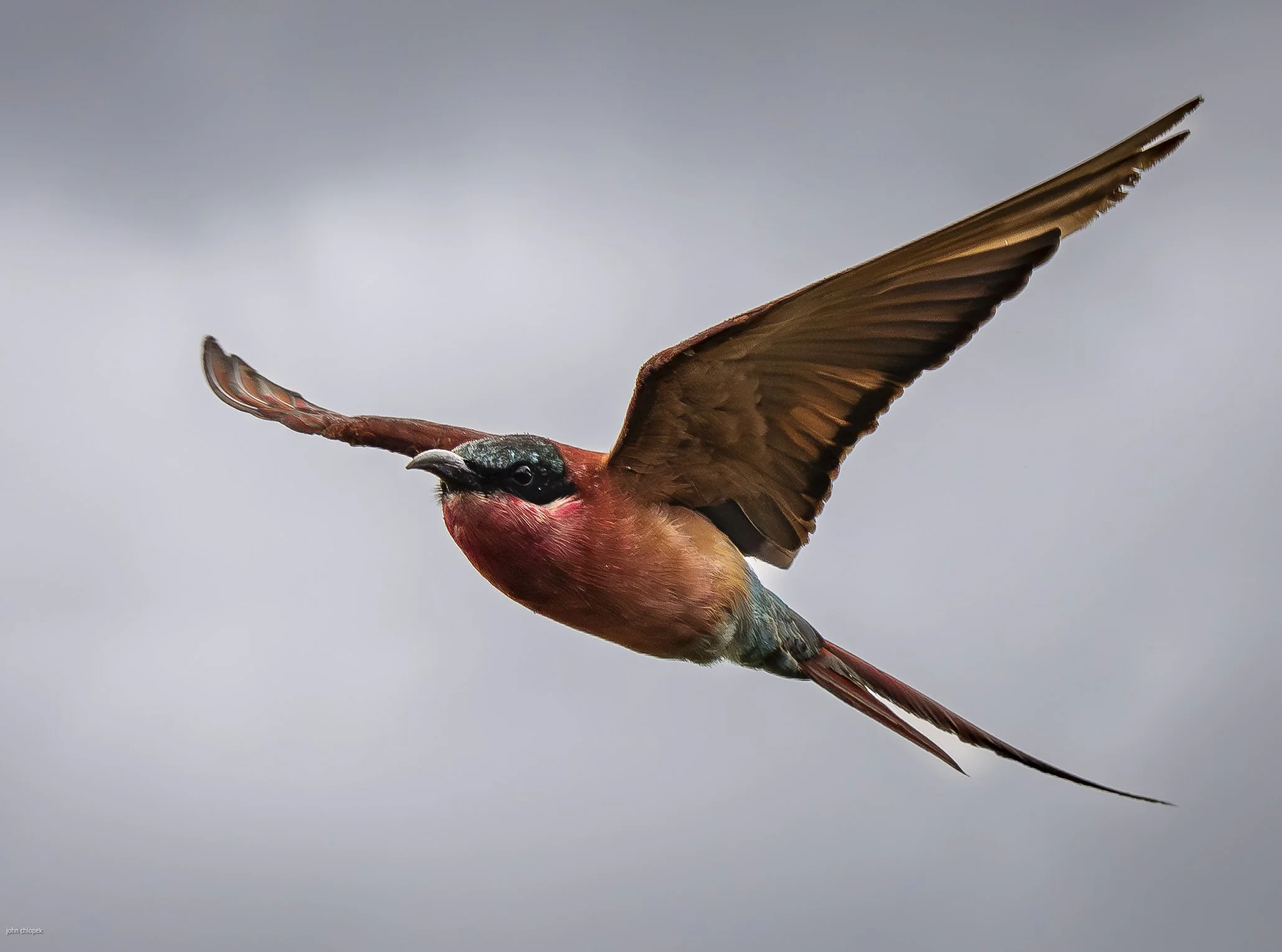 Carmine Beeeater ,Botswana