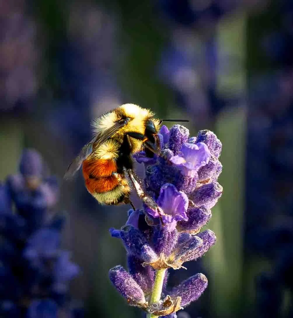 Orange-belted Bumblebee