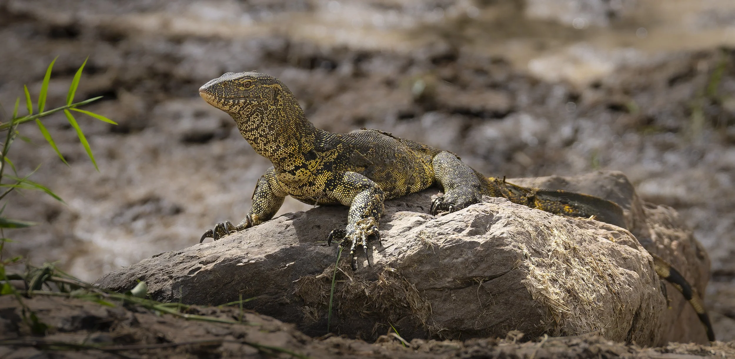 Nile Monitor Lizard (Varanus niloticus) Okavango Delta